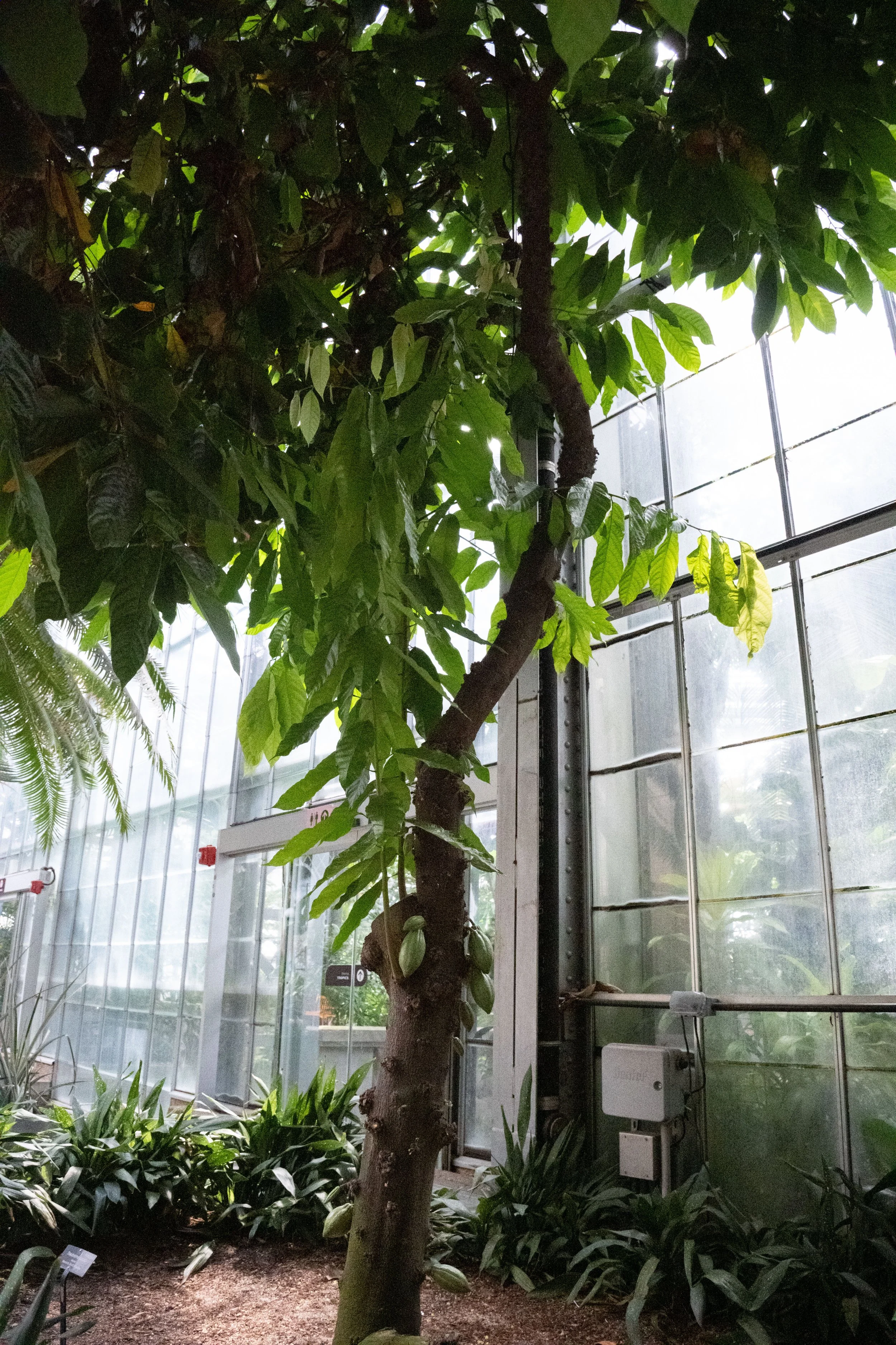 Cacao tree, Theobroma cacao