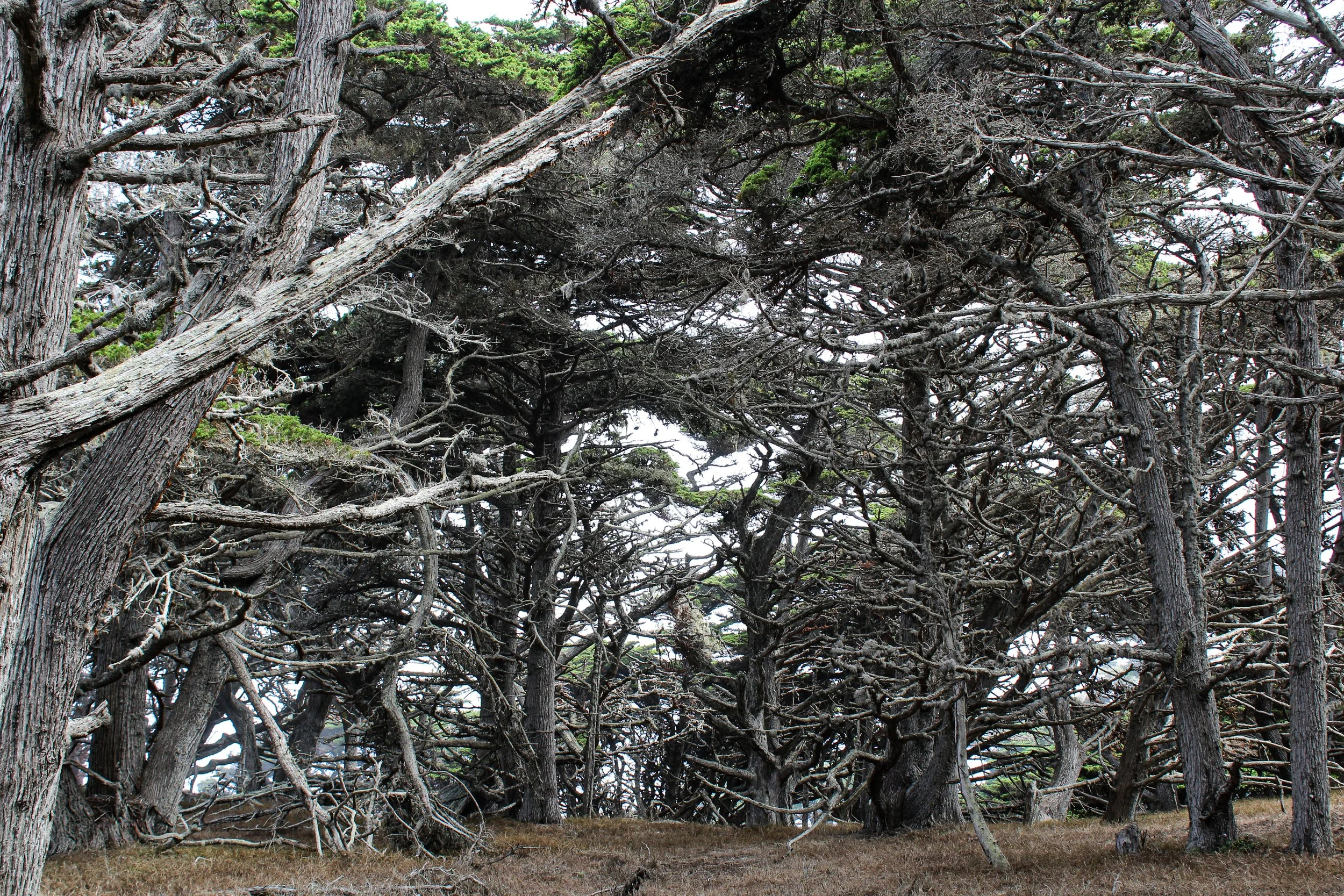 Point Lobos