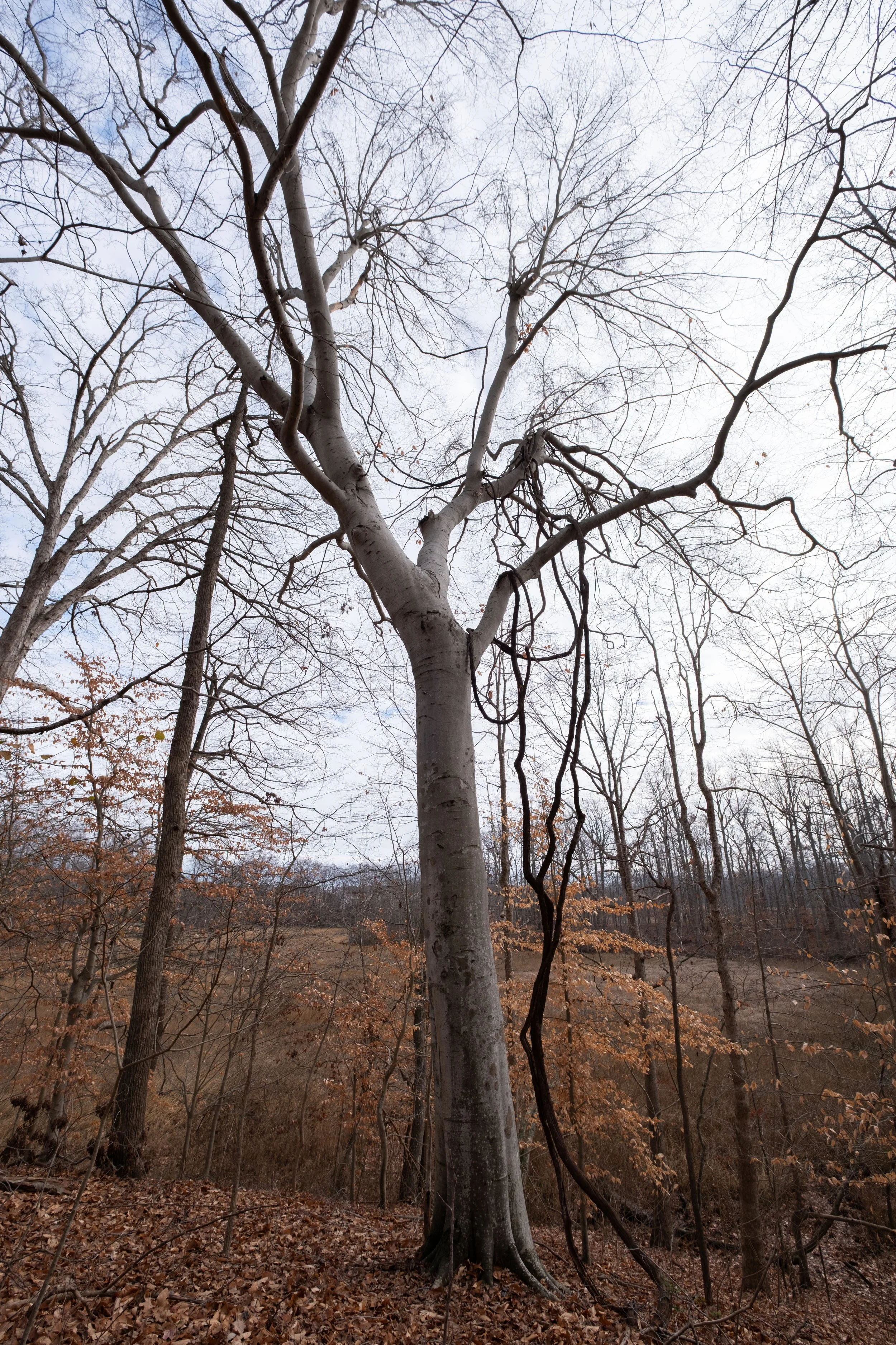 DSCF1719.jpg