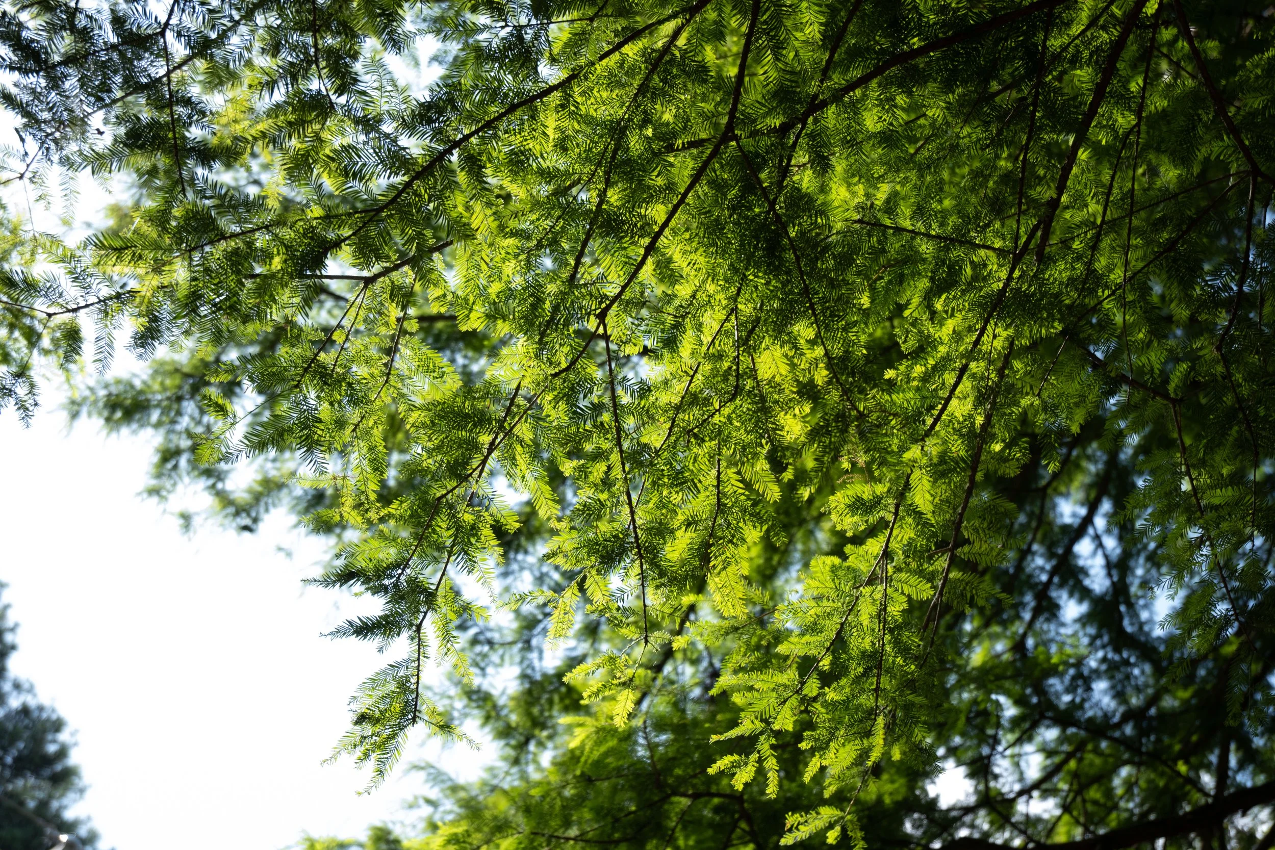 Bald Cypress foliage