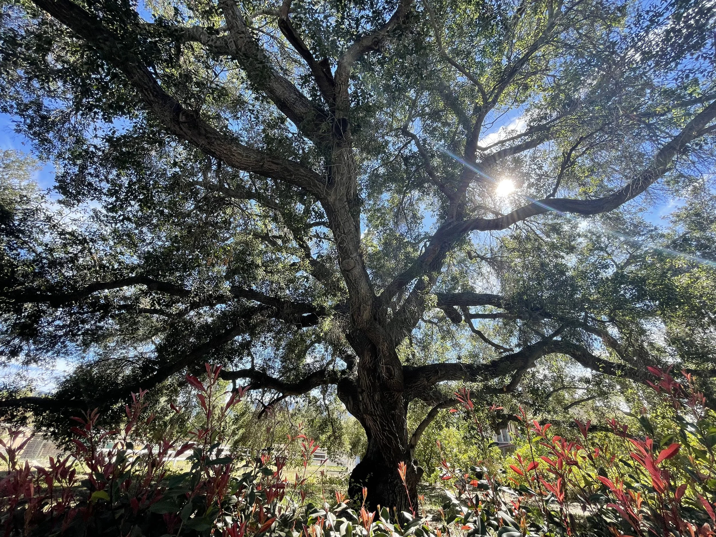 Quercus agrifolia, Coast Live Oak