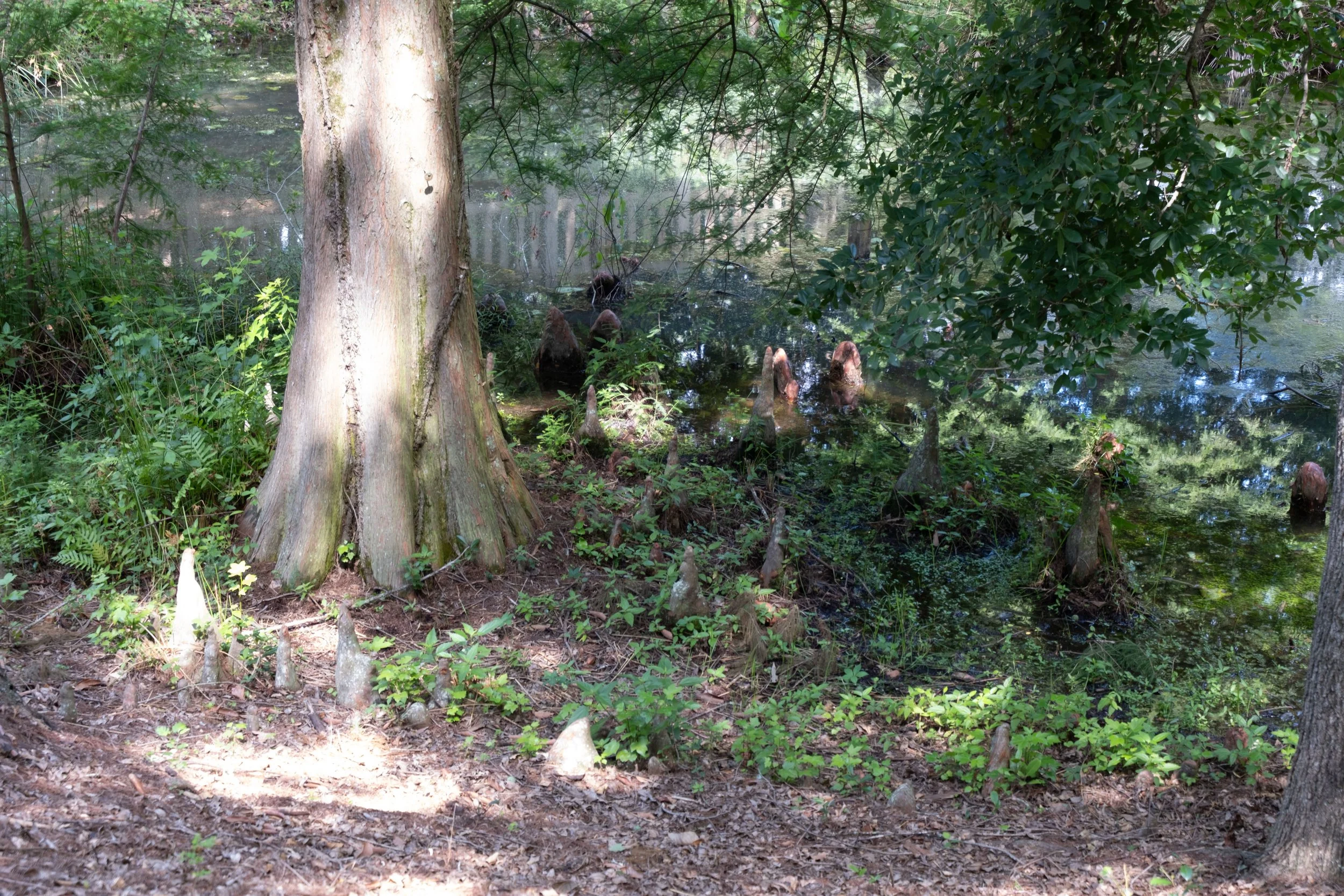 Bald Cypress "knees"