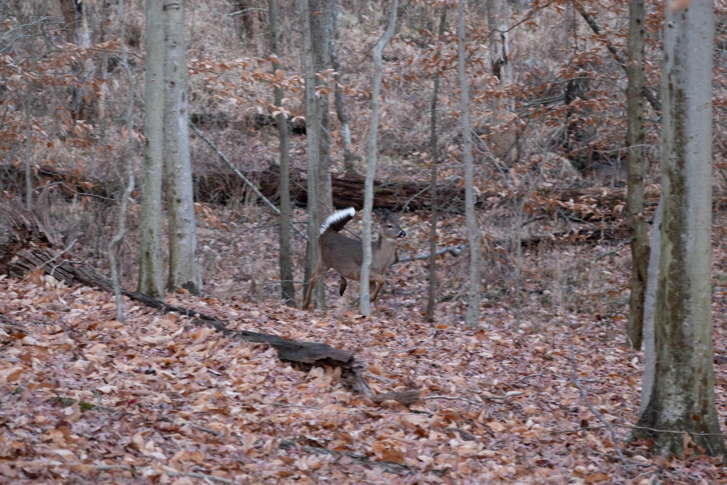 DSCF1703.jpg