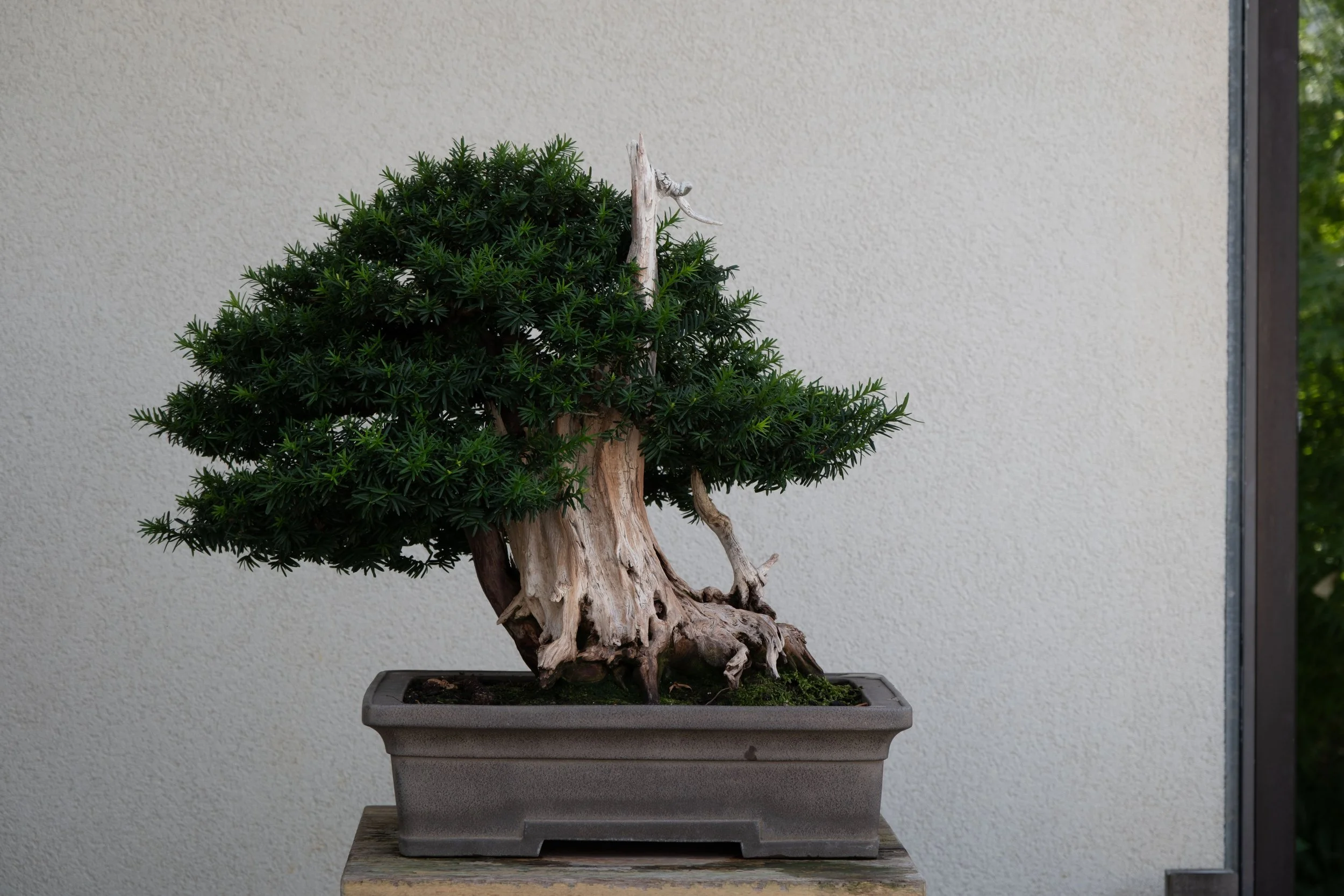 DSCF2241.jpg