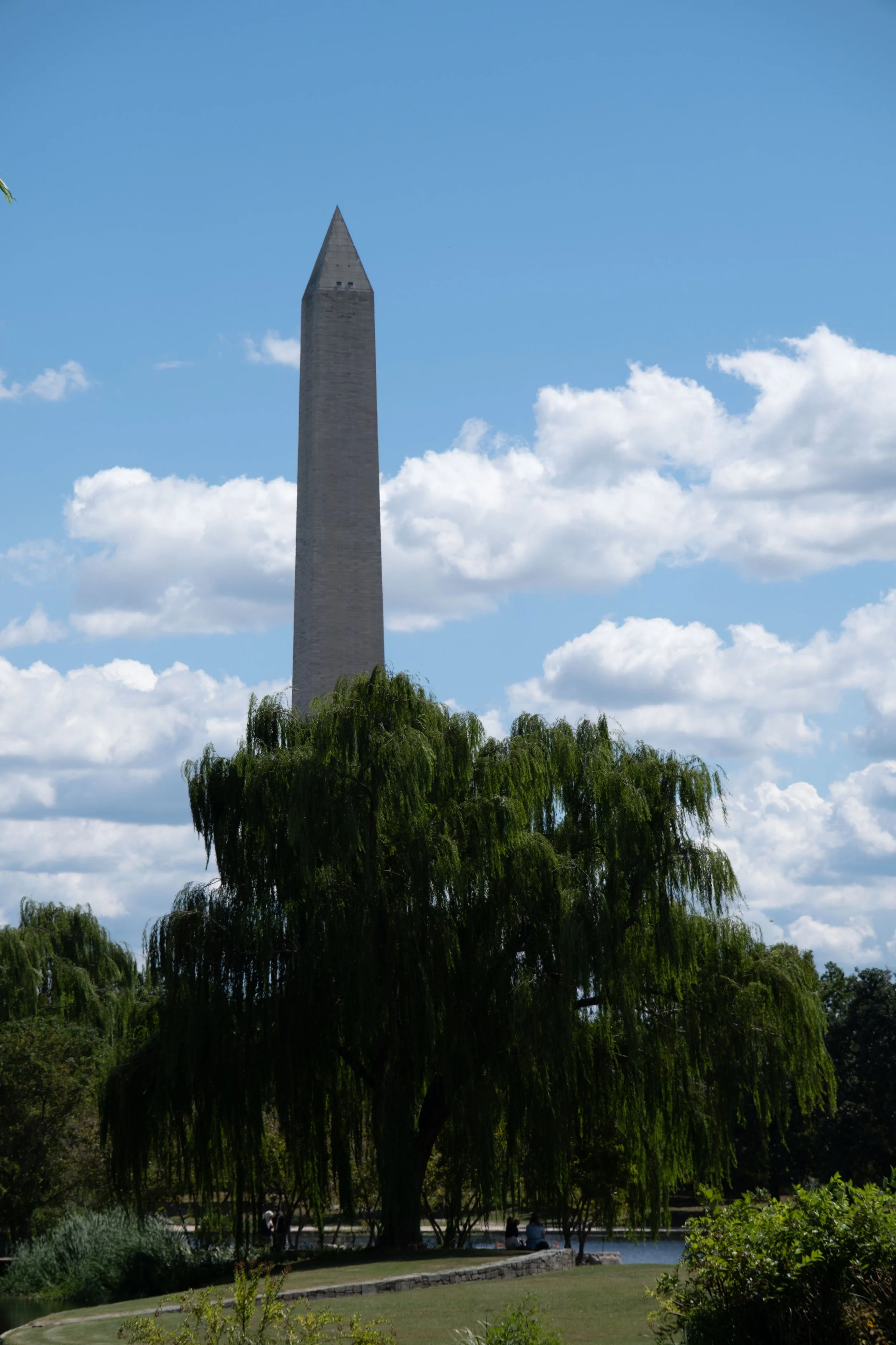 Weeping Willow (Salix babylonica)