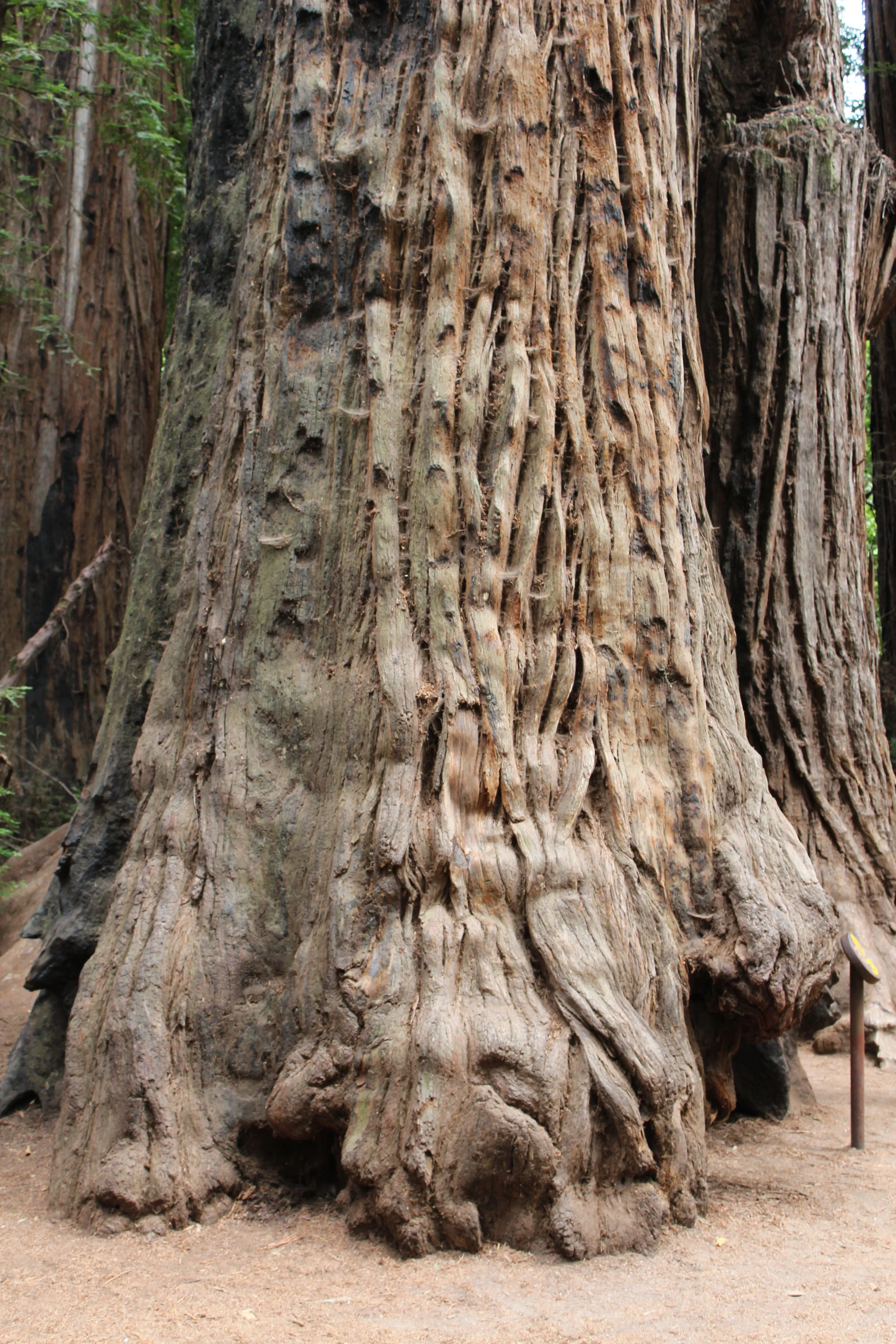 Coast Redwood, Sequoia sempervirens