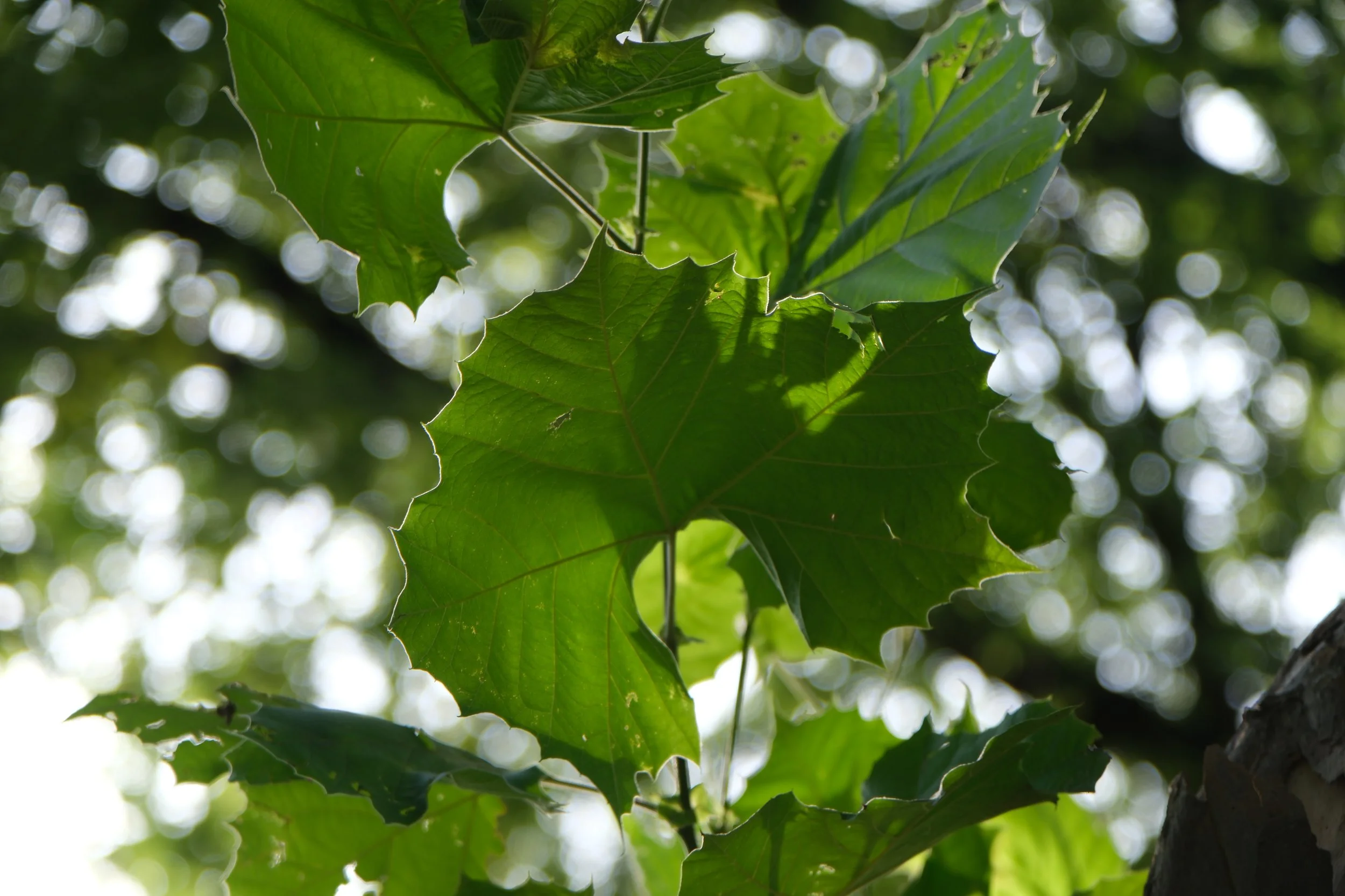 Platanus occidentalis, American Sycamore
