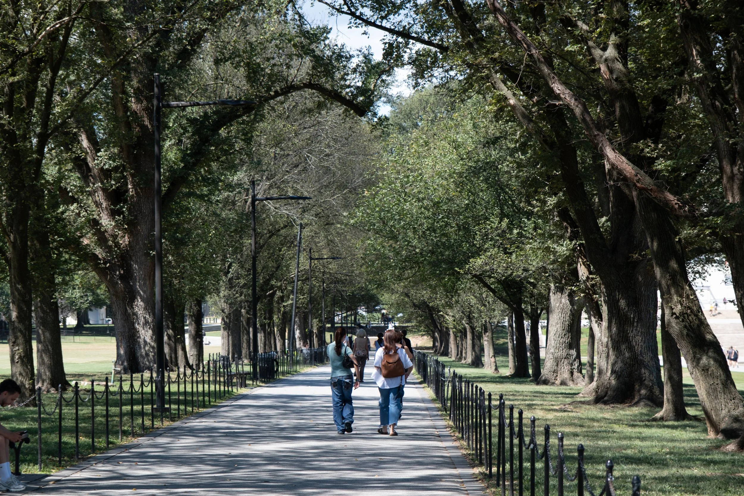 American Elms (Ulmus americana) line the National Mall