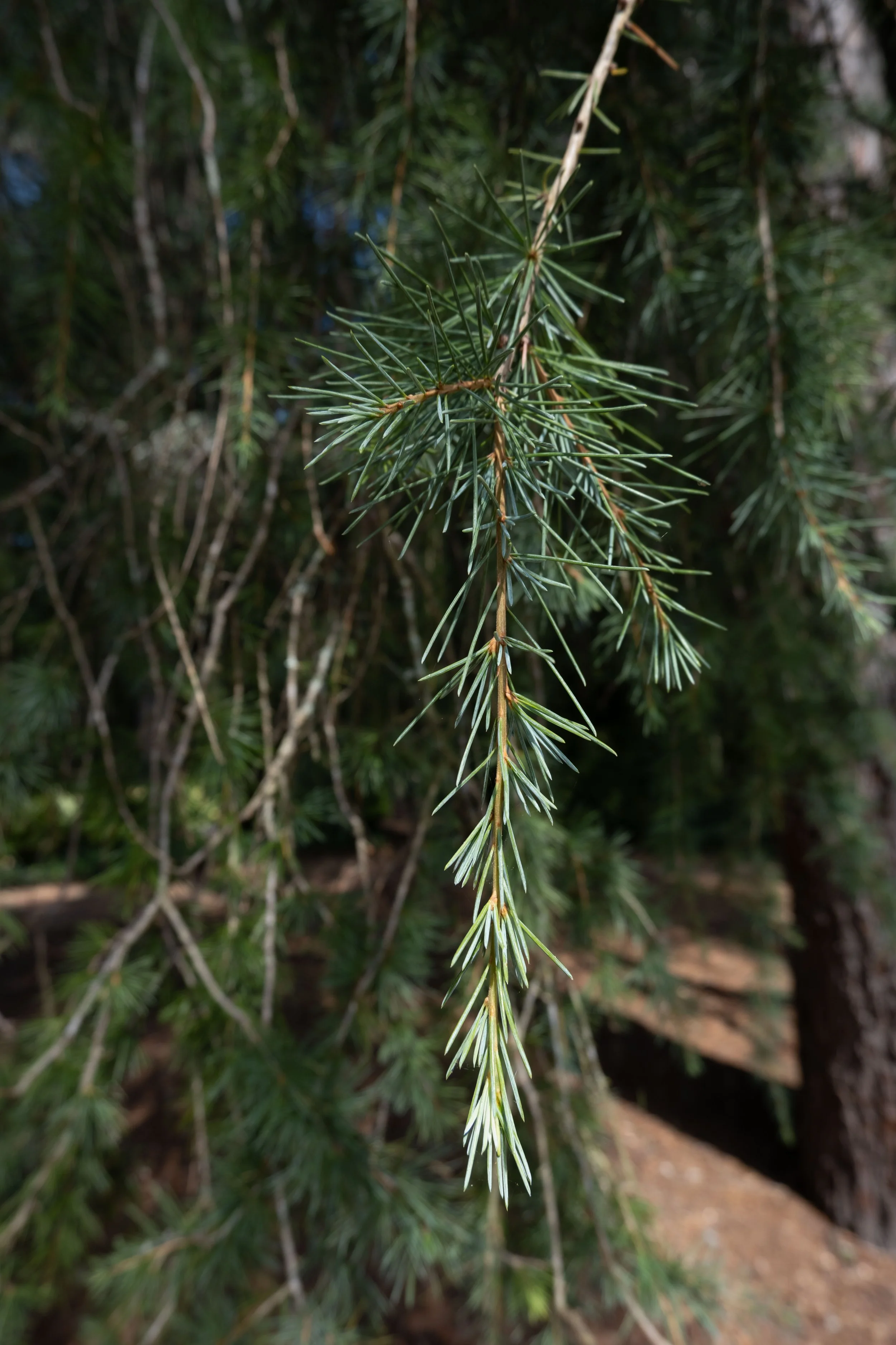 DSCF0411.jpg