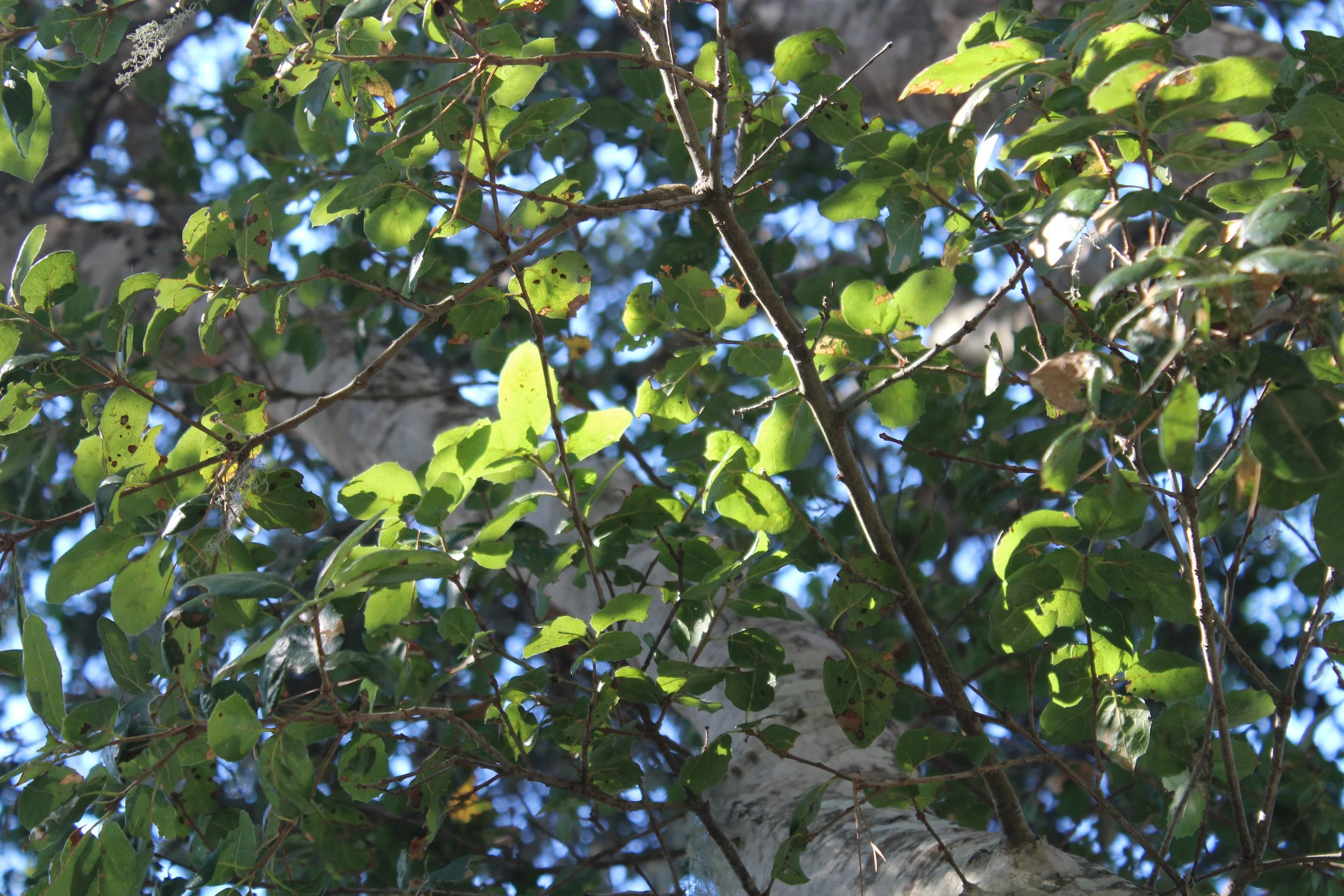 IMG_1969.JPG