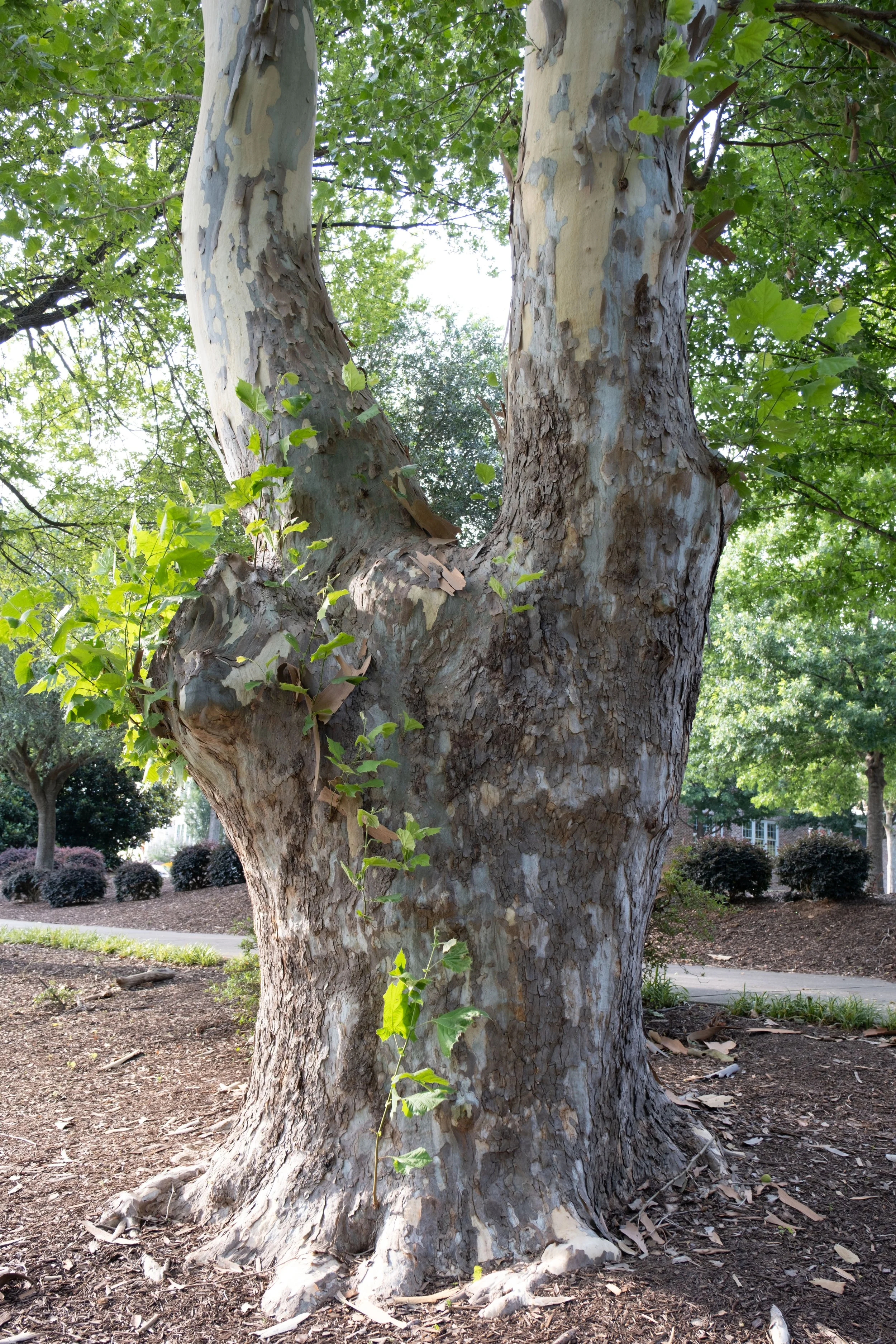 DSCF1419.jpg
