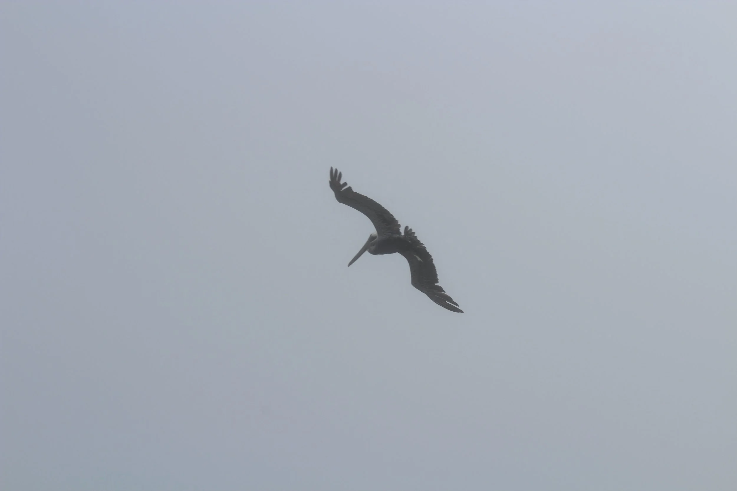 IMG_2765.JPG