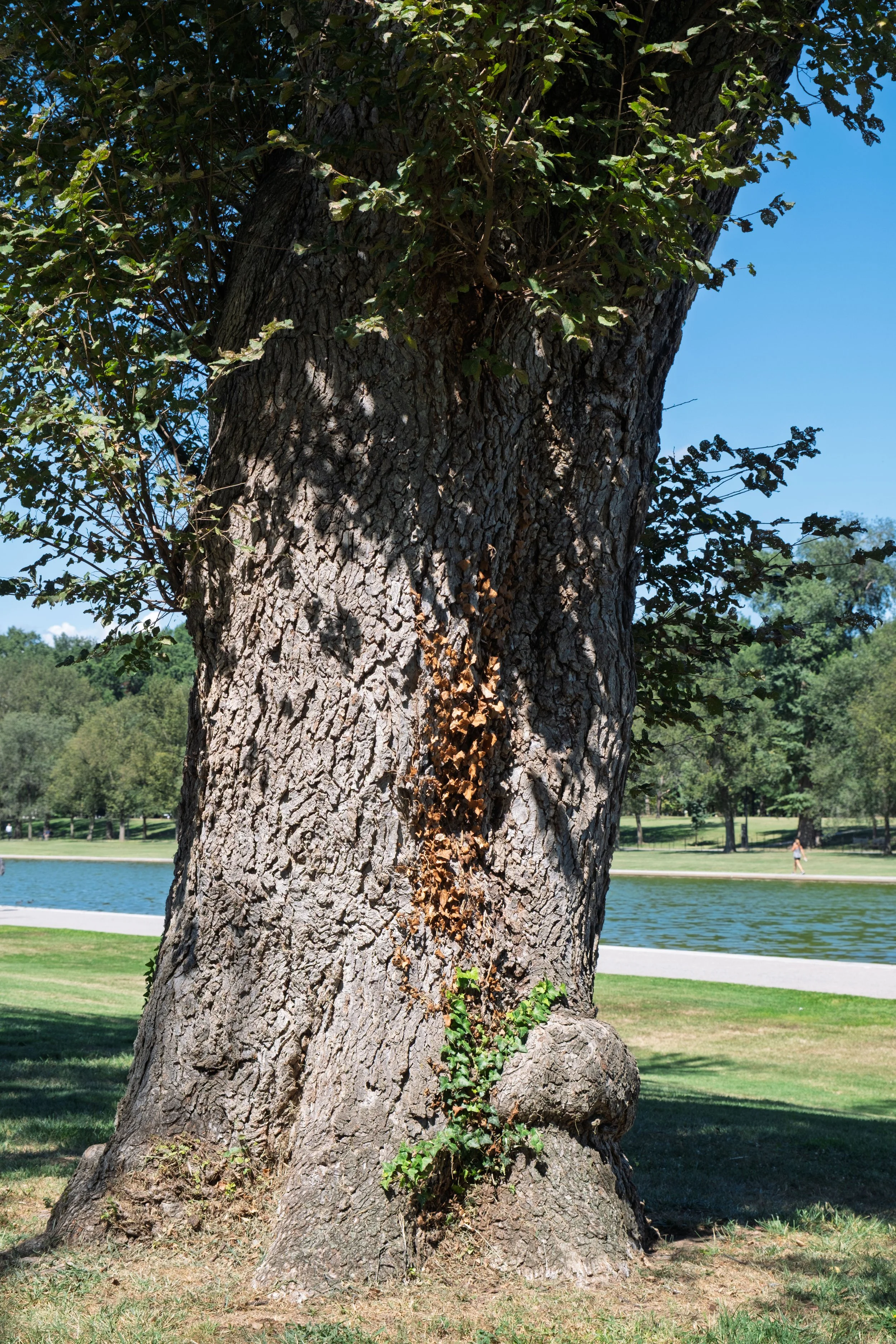 American Elm (Ulmus americana)