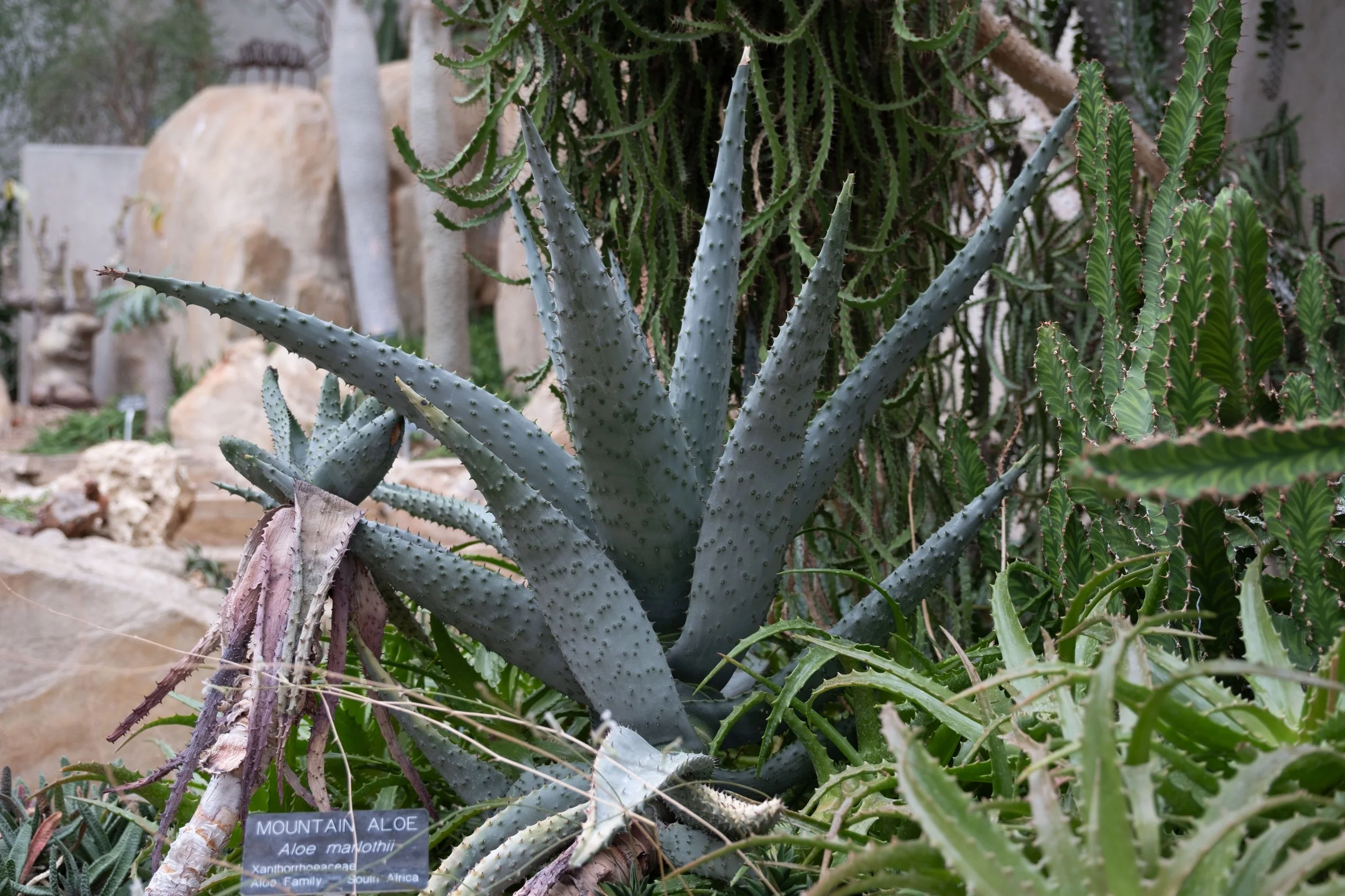 DSCF0193.jpg