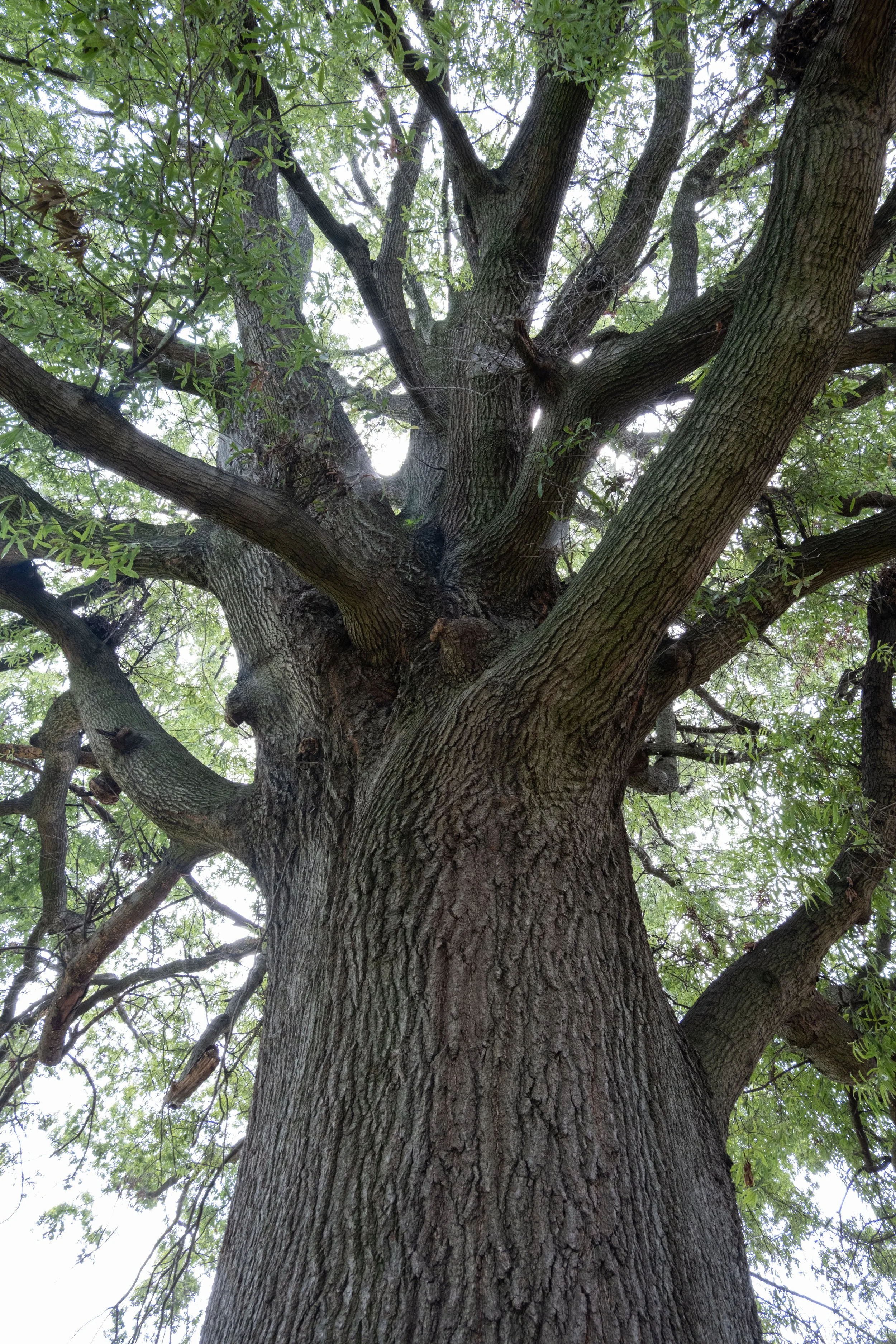 DSCF0650.jpg