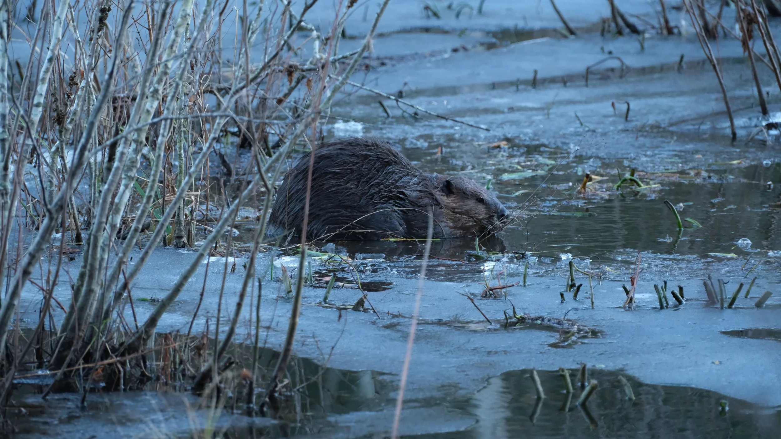 DSCF0942.jpg