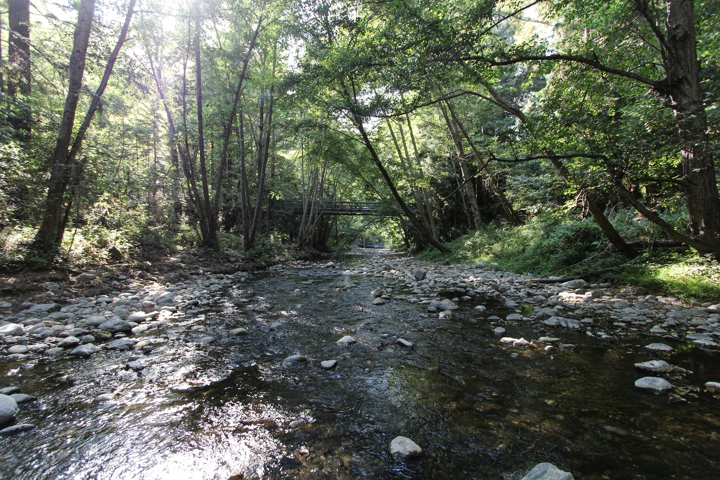 IMG_4253.jpg