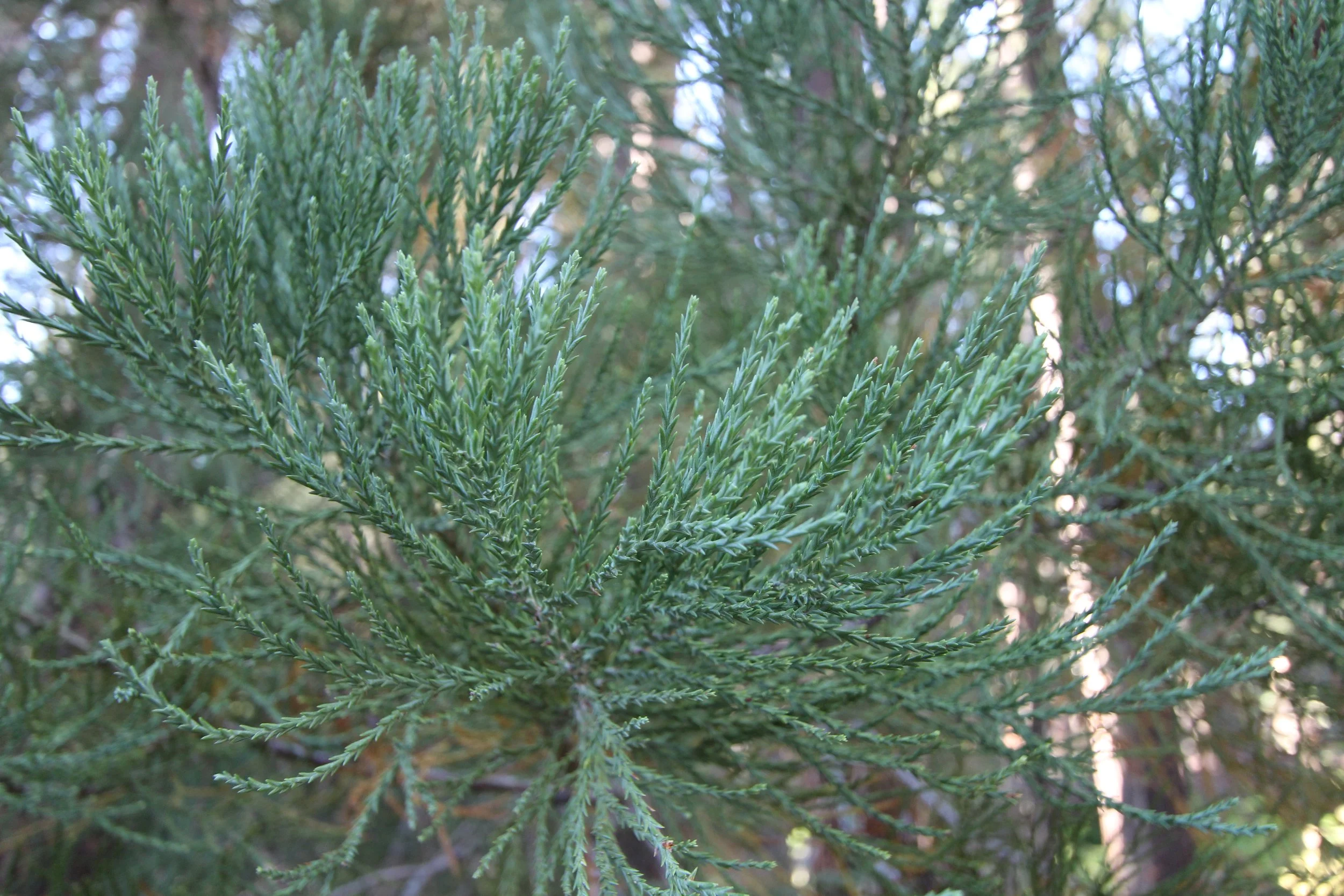 IMG_3239.JPG
