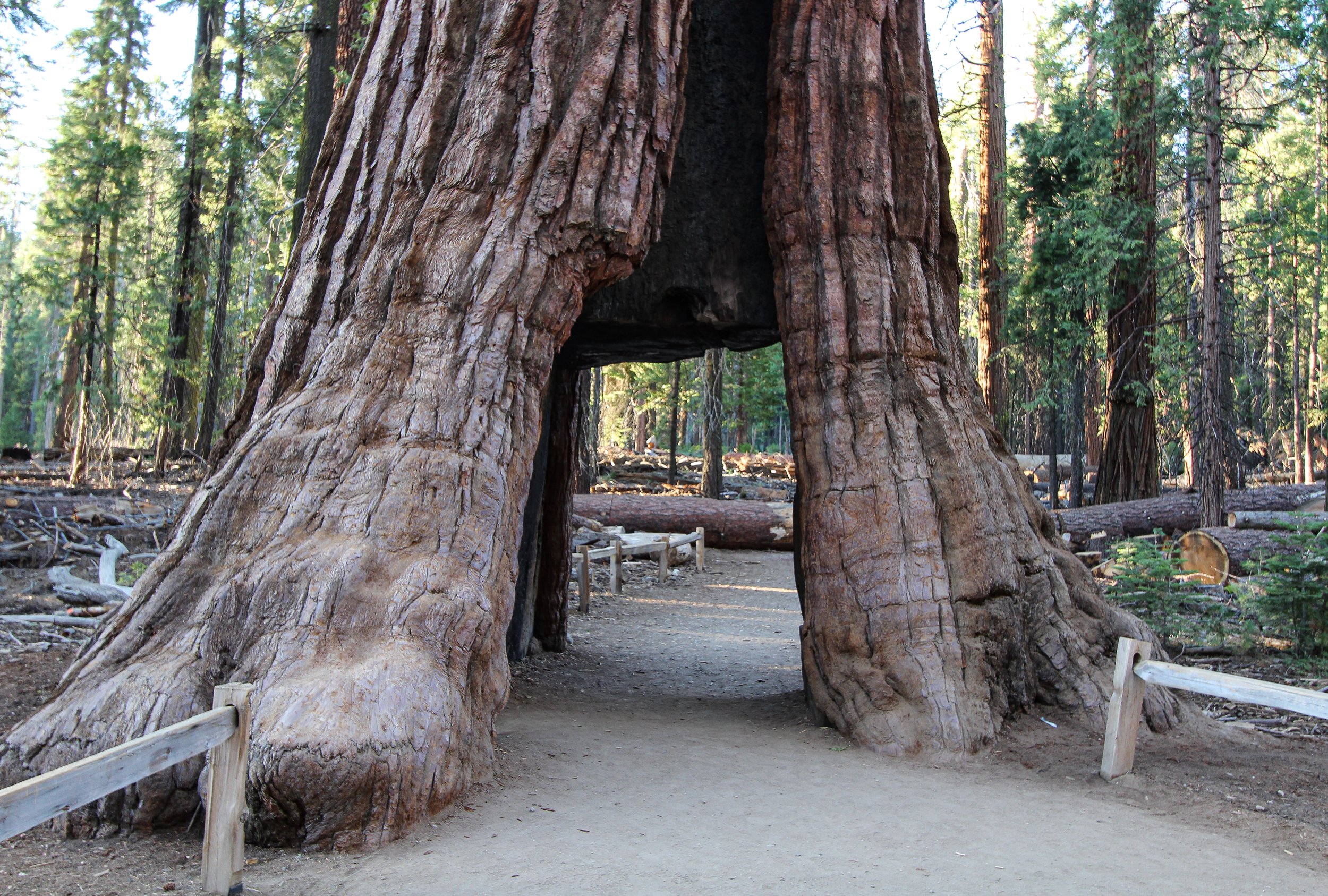 Sequoiadendron giganteum, Giant Sequoia