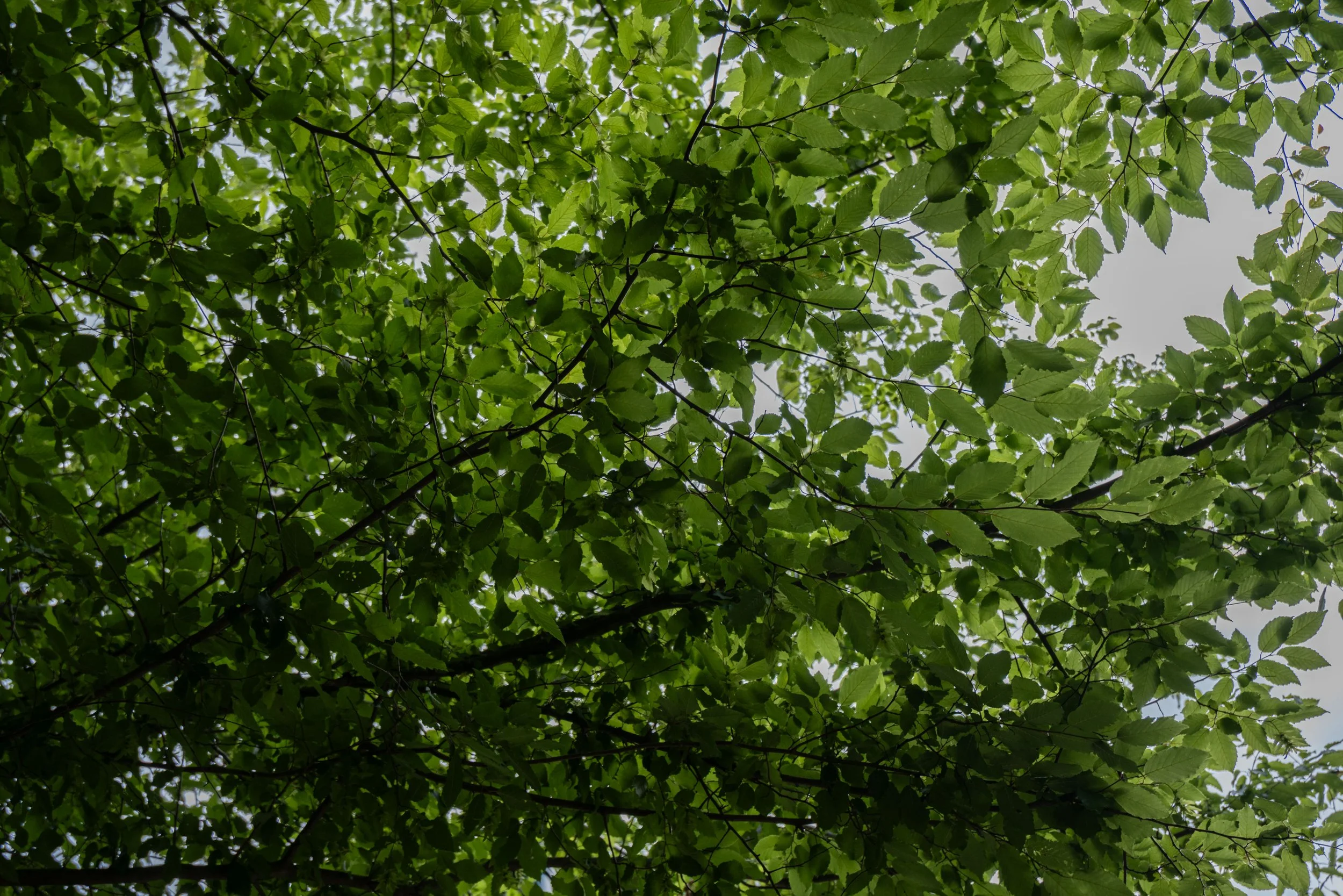 DSCF0210.jpg
