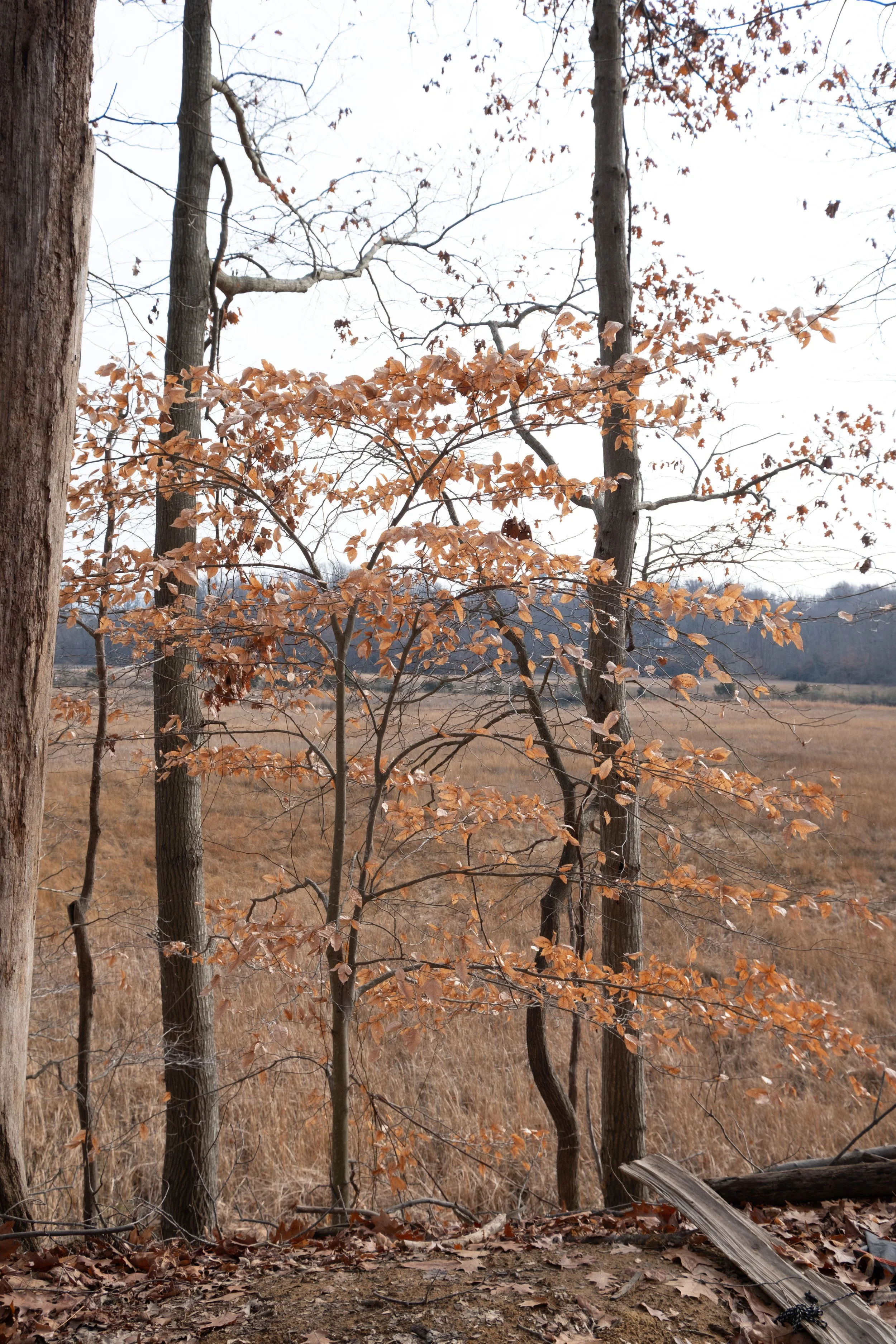 Leaves of beech trees seem to be among the last to fall in the fall/winter seasons, making them easier to spot. 