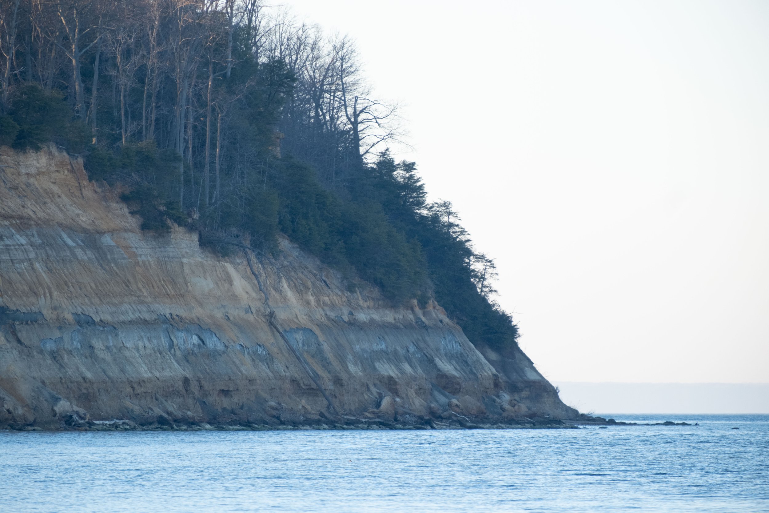 Calvert Cliffs