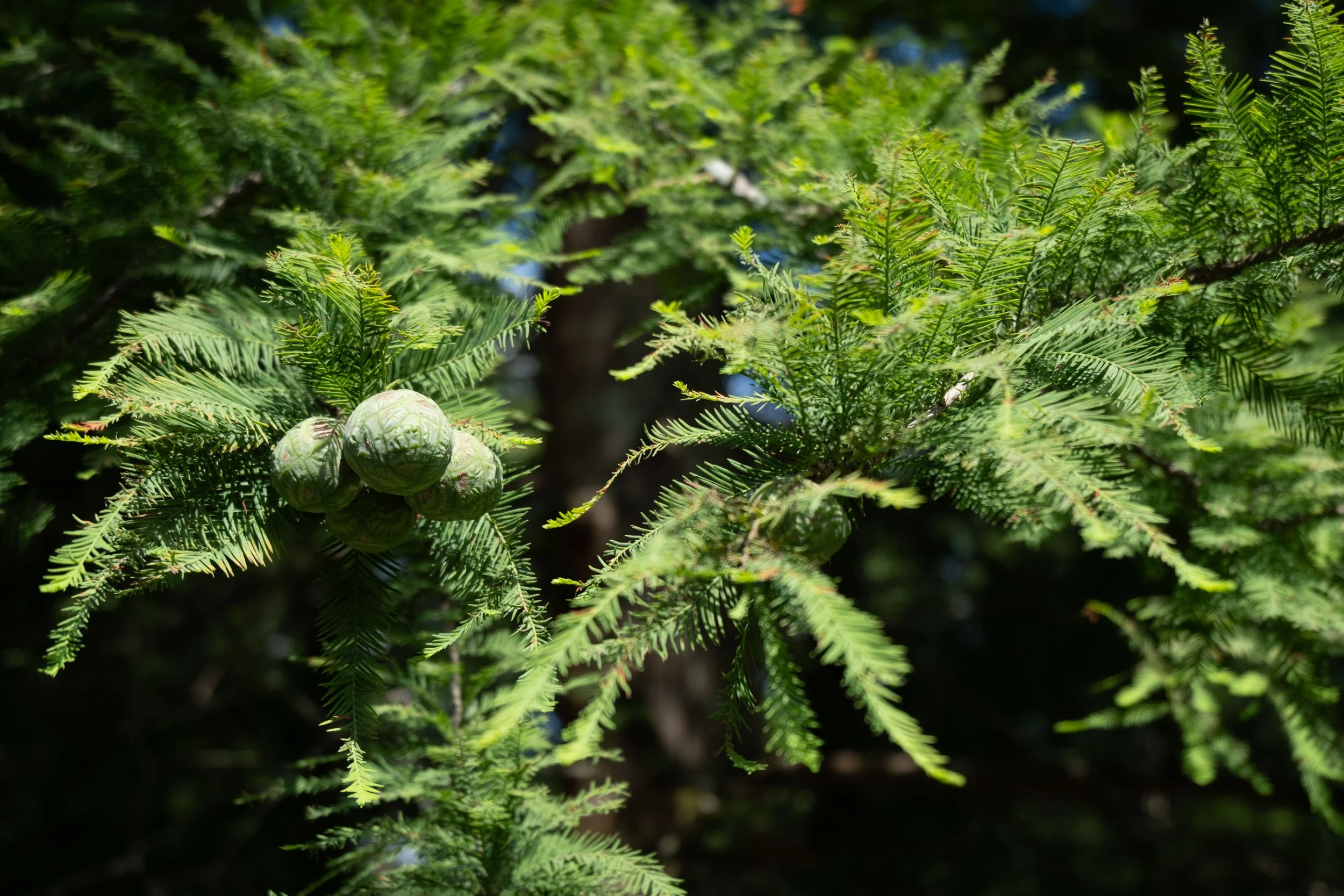 Globose seed cones and foliage, Hopelands Gardens, Aiken, South Carolina July 2026