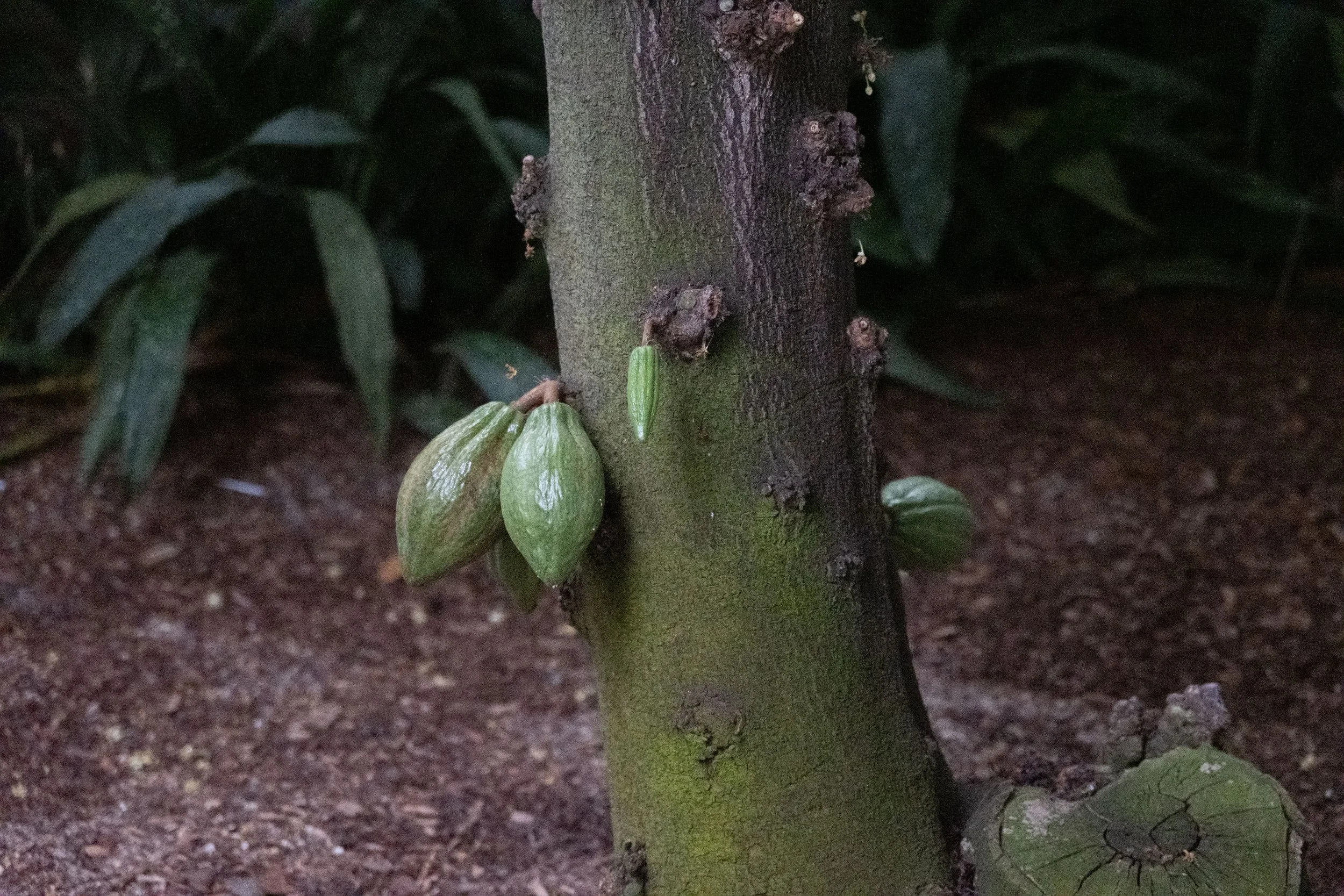 Cacao fruit (cacao pods), Theobroma cacao