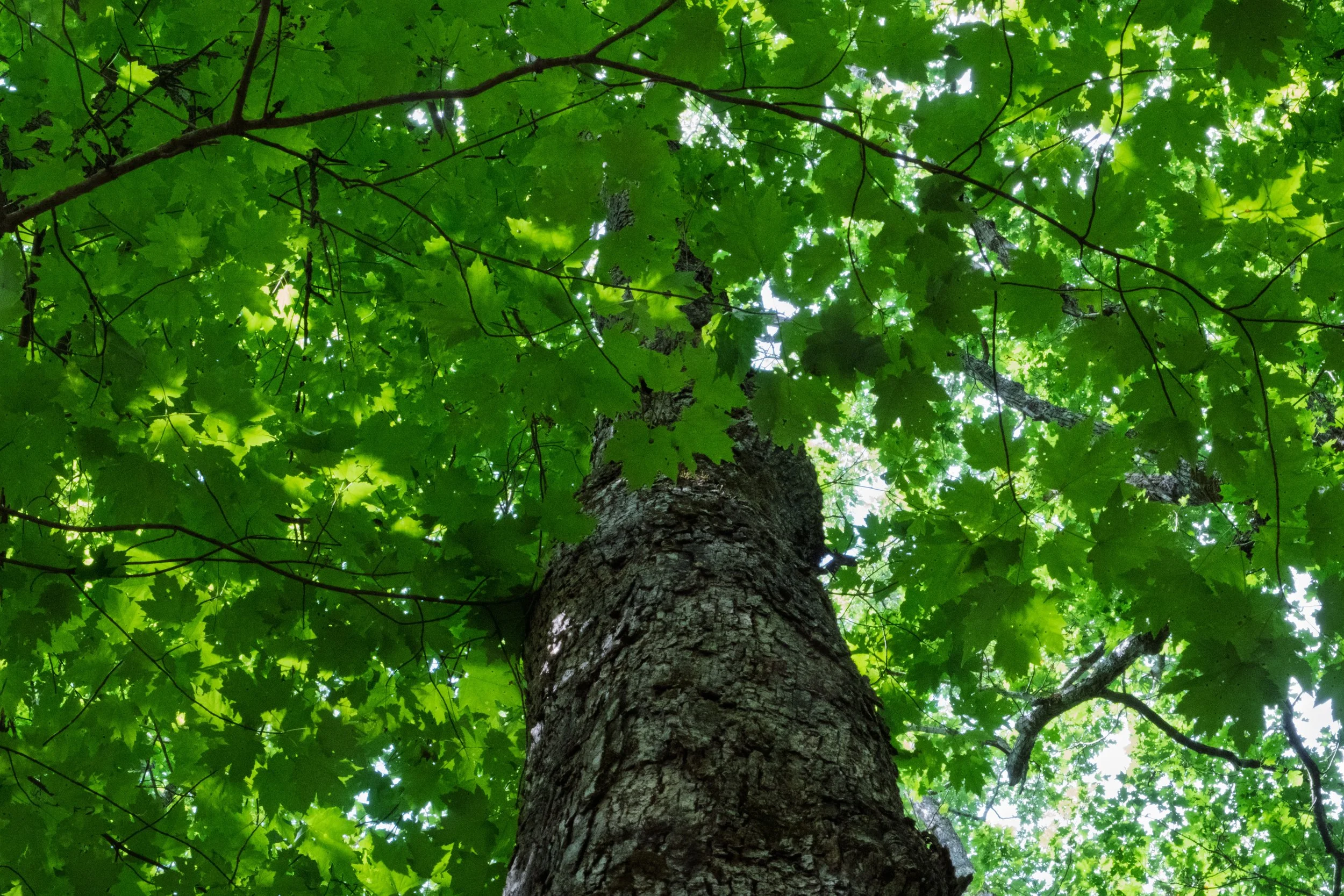 DSCF1610.jpg
