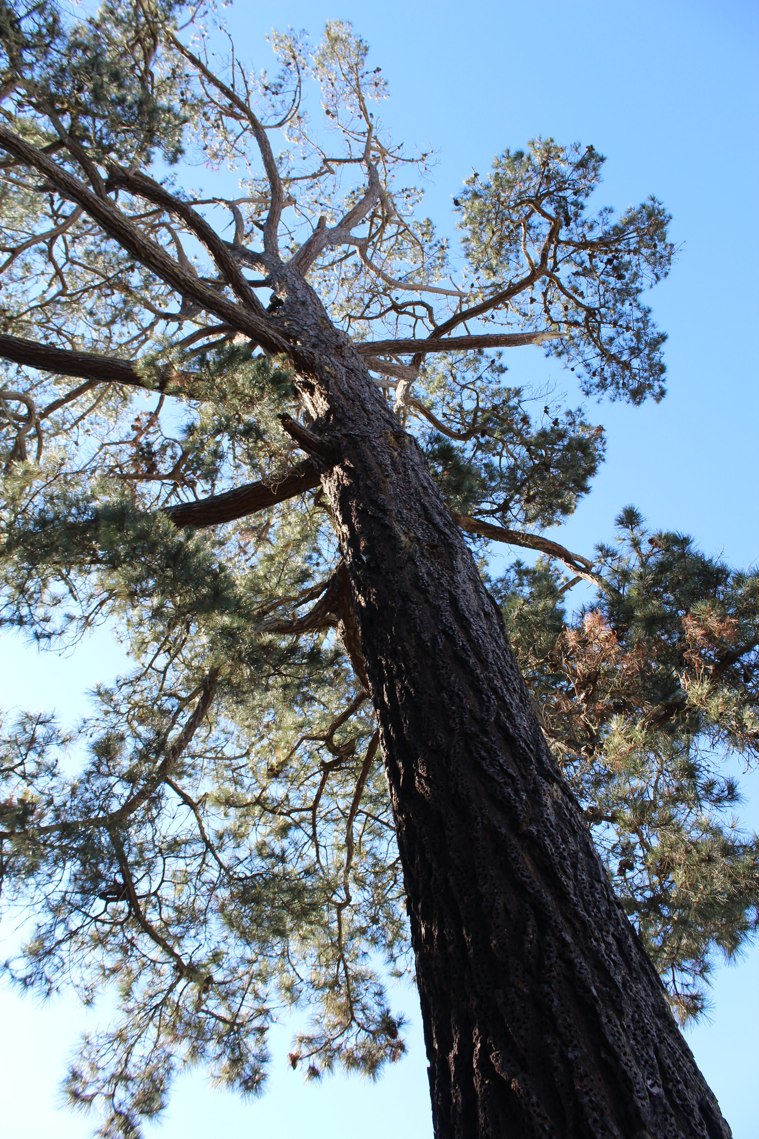 IMG_1979 pine.JPG