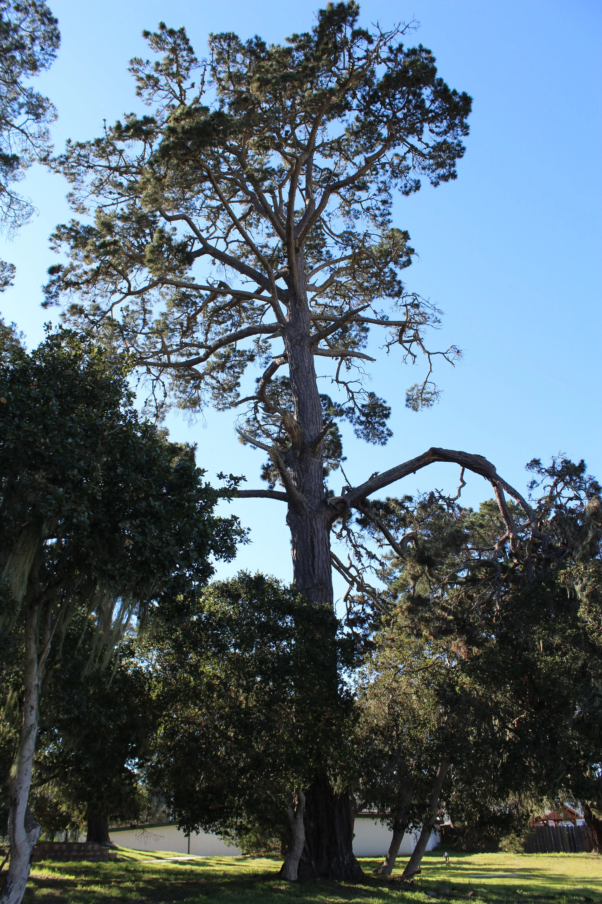 IMG_1982 pine.JPG