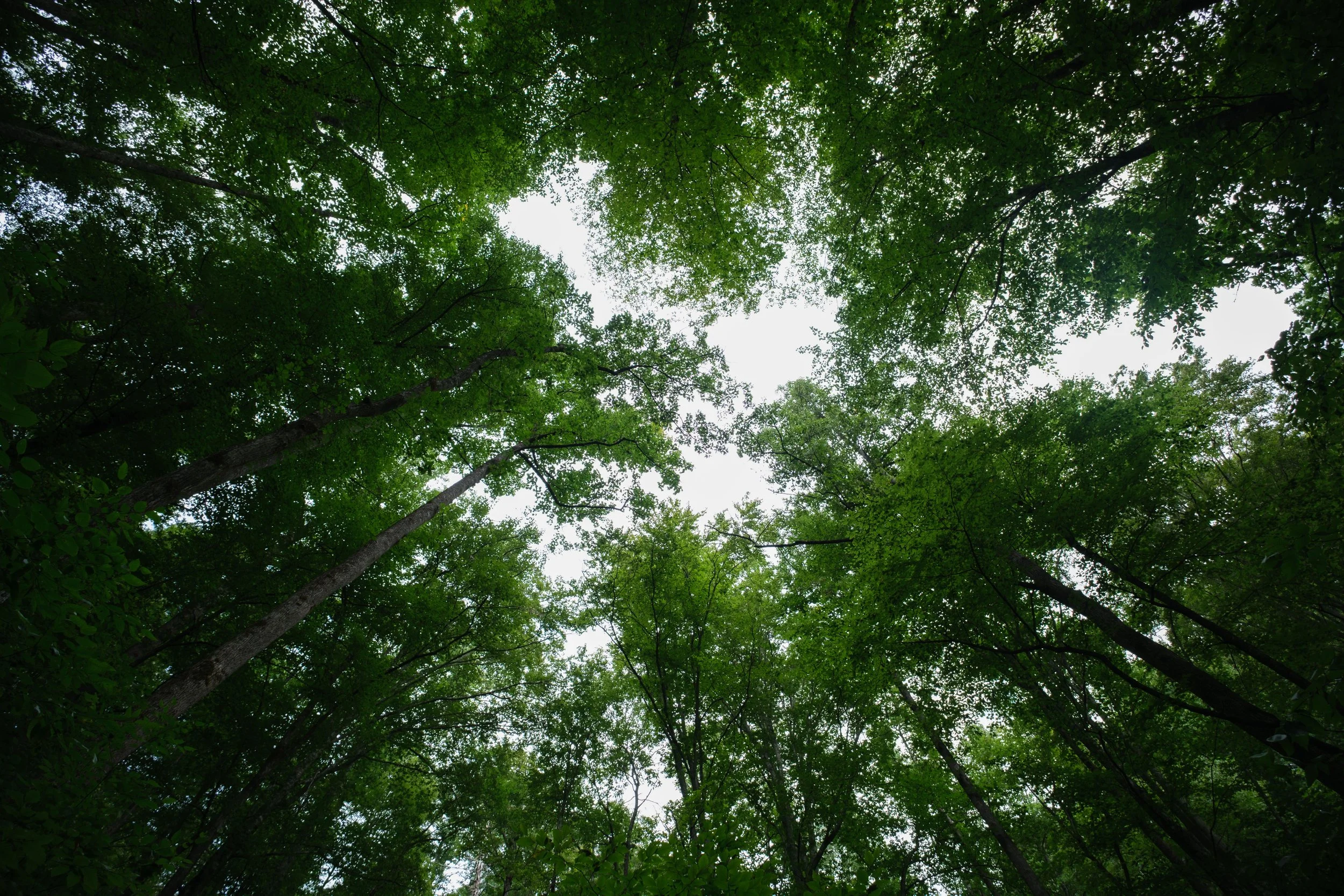 DSCF1585.jpg