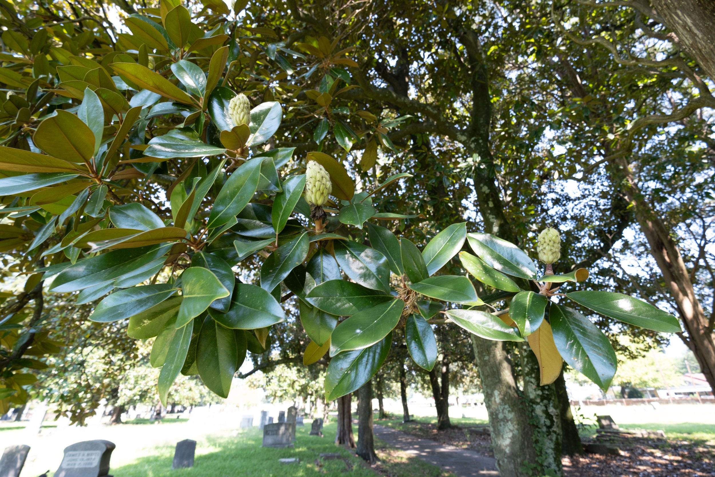 DSCF1534.jpg