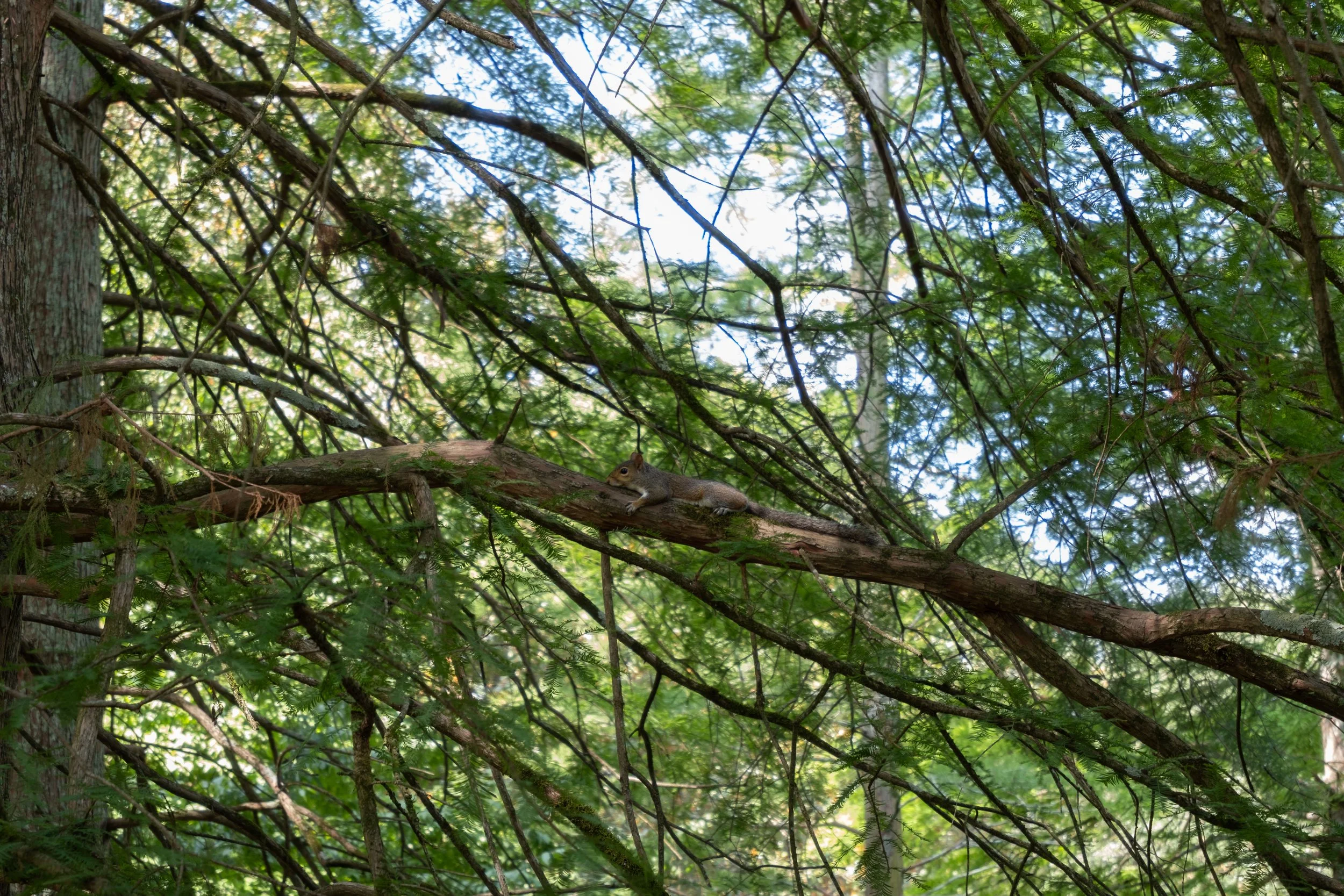 The resting squirrel 2