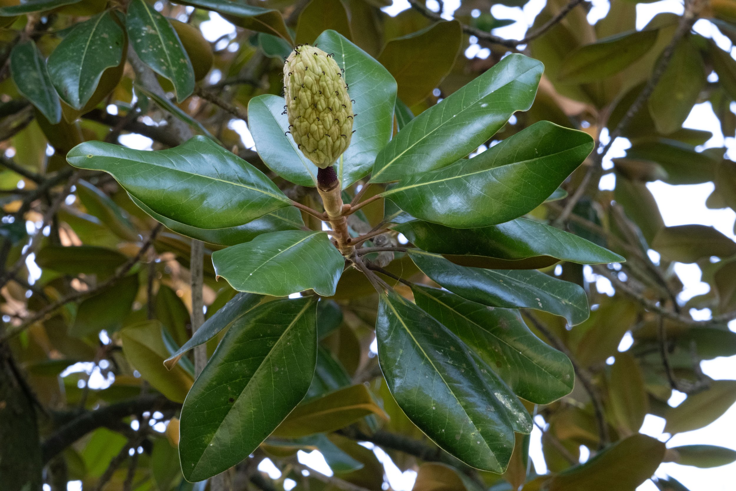 DSCF1489.jpg