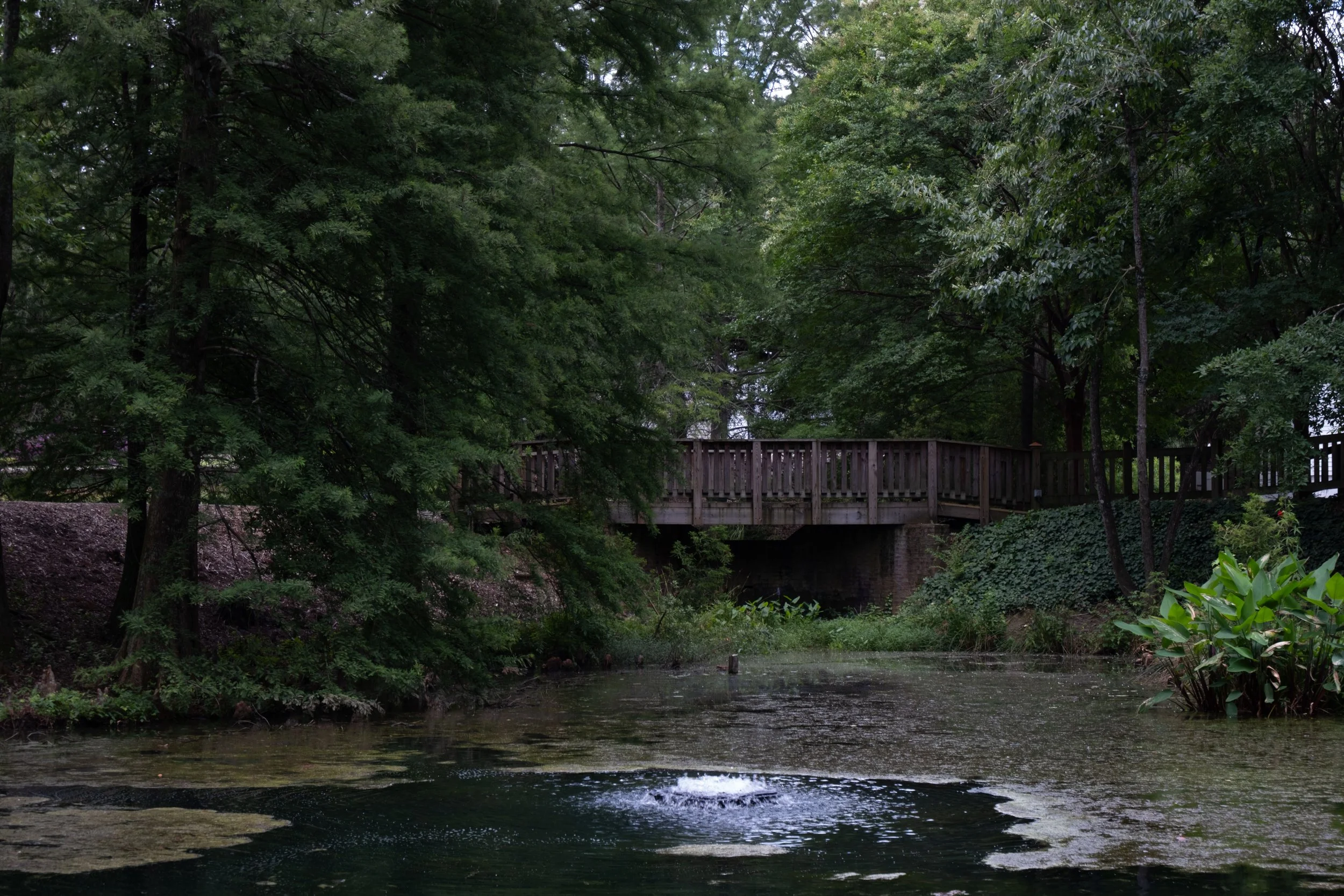Bald Cypress to the left, Hopelands Gardens July 2026