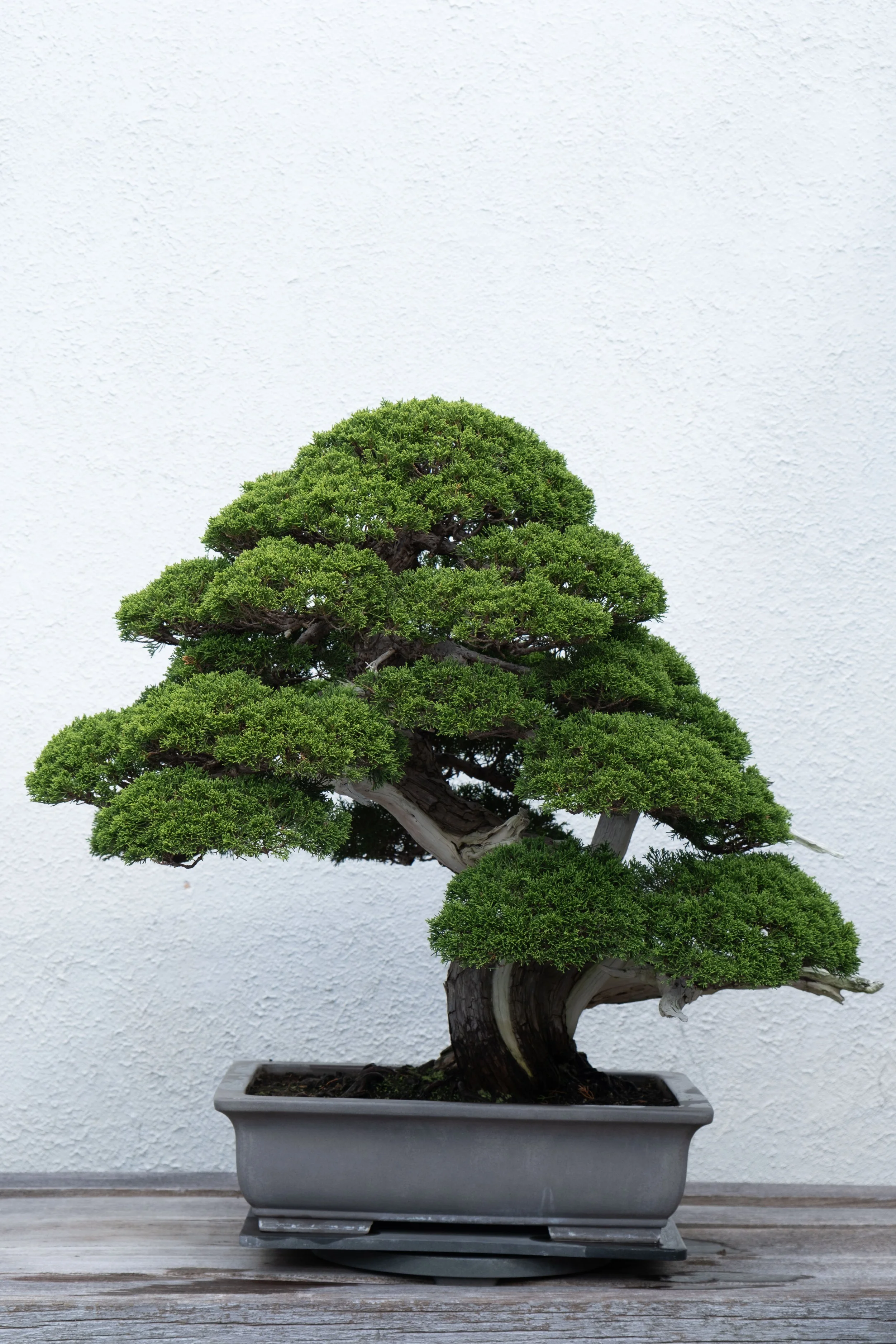 DSCF2296.jpg