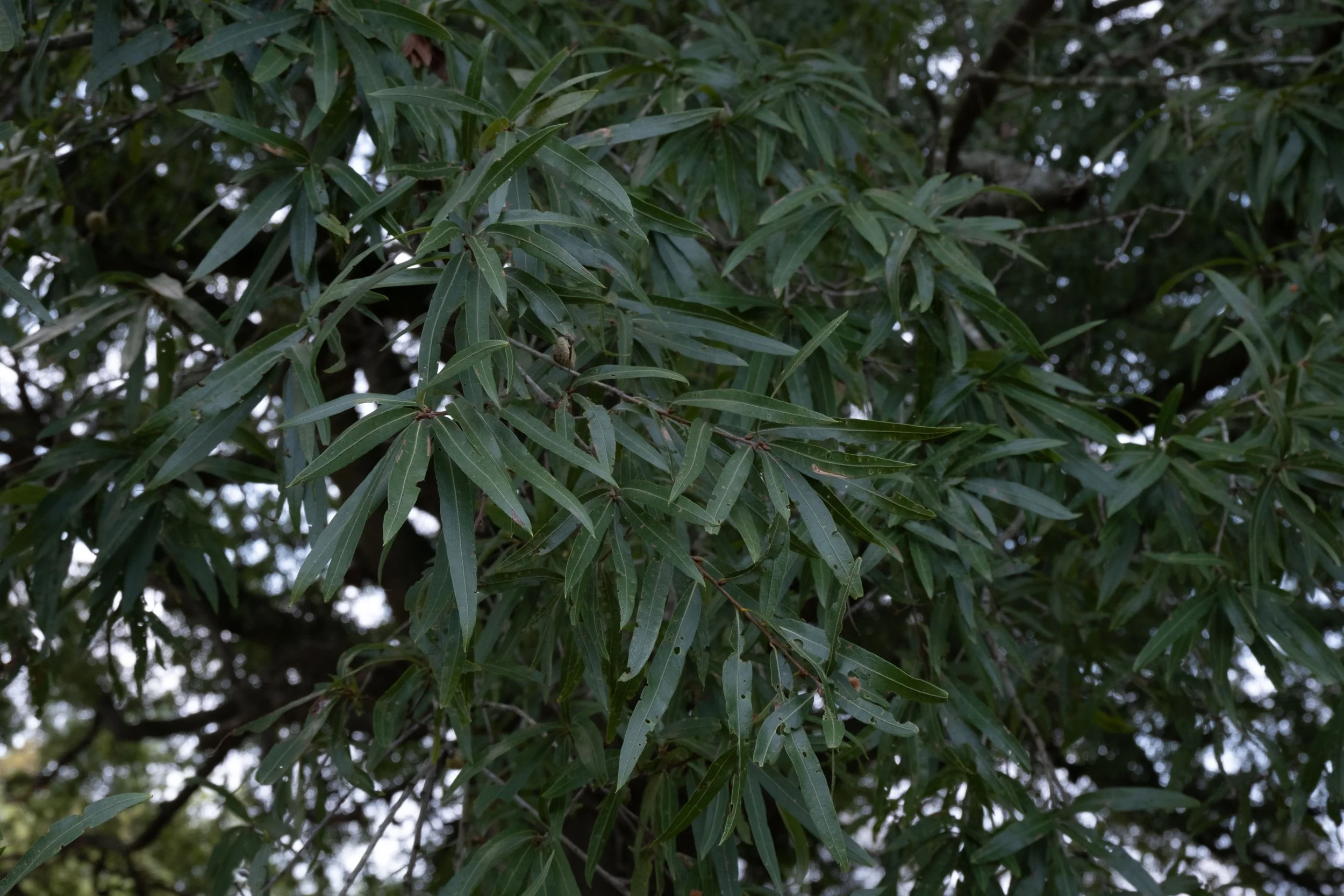 DSCF0641.jpg