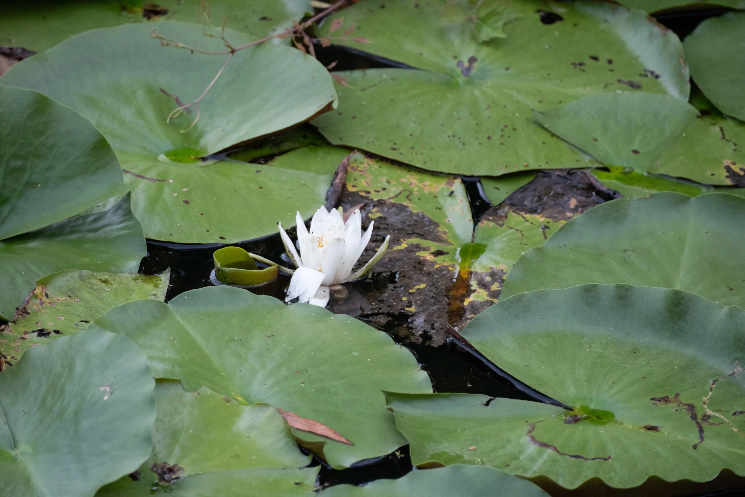 DSCF1471.jpg