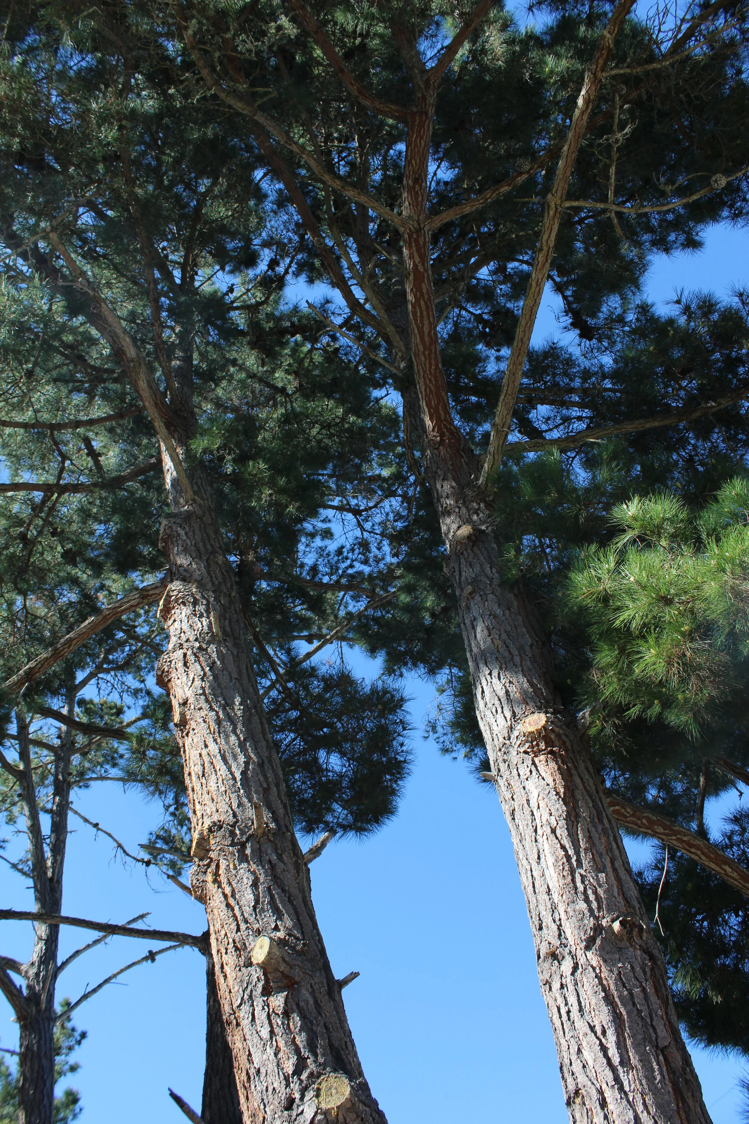 IMG_1957 pine.JPG