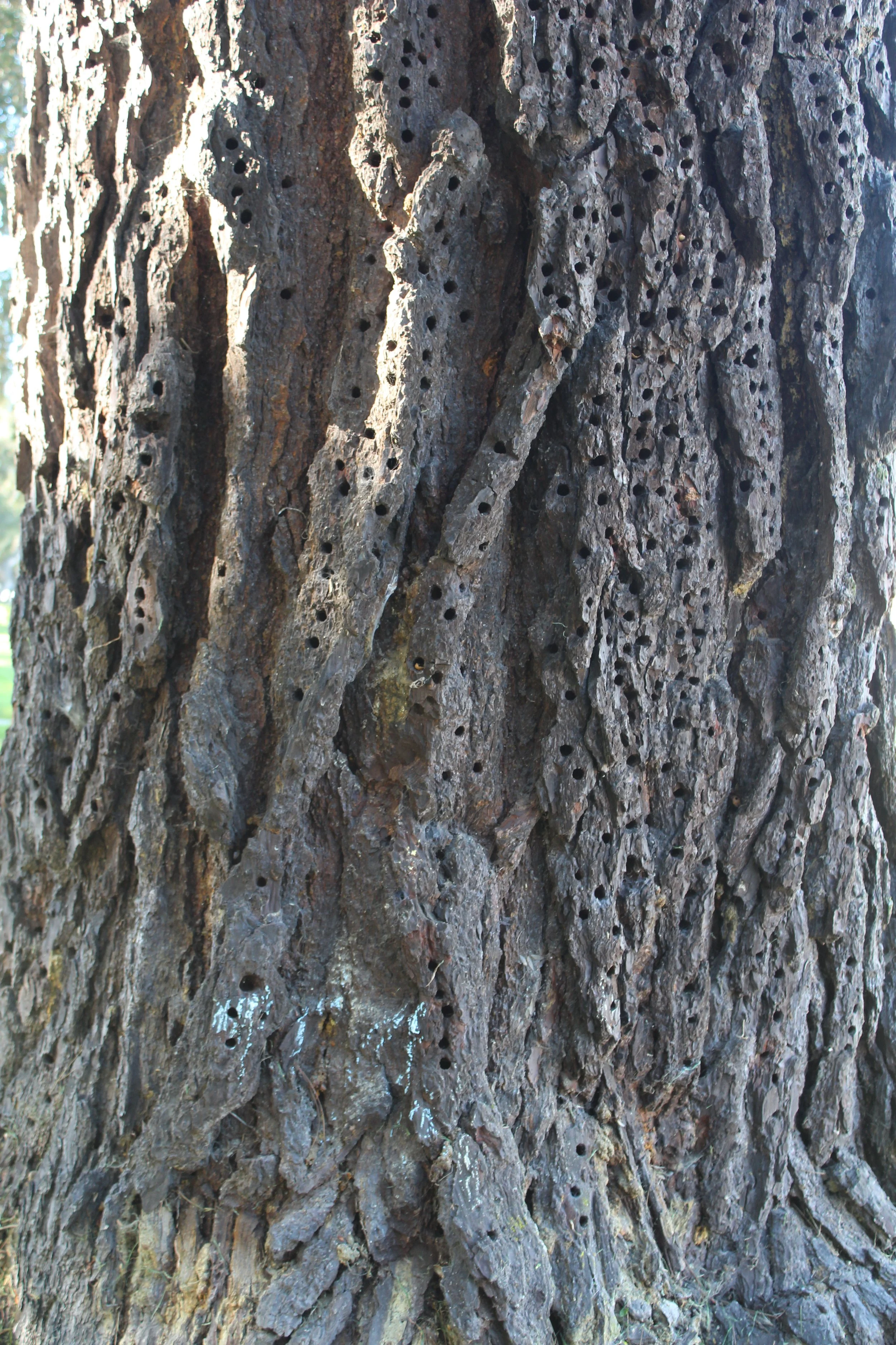 IMG_1977 pine.JPG