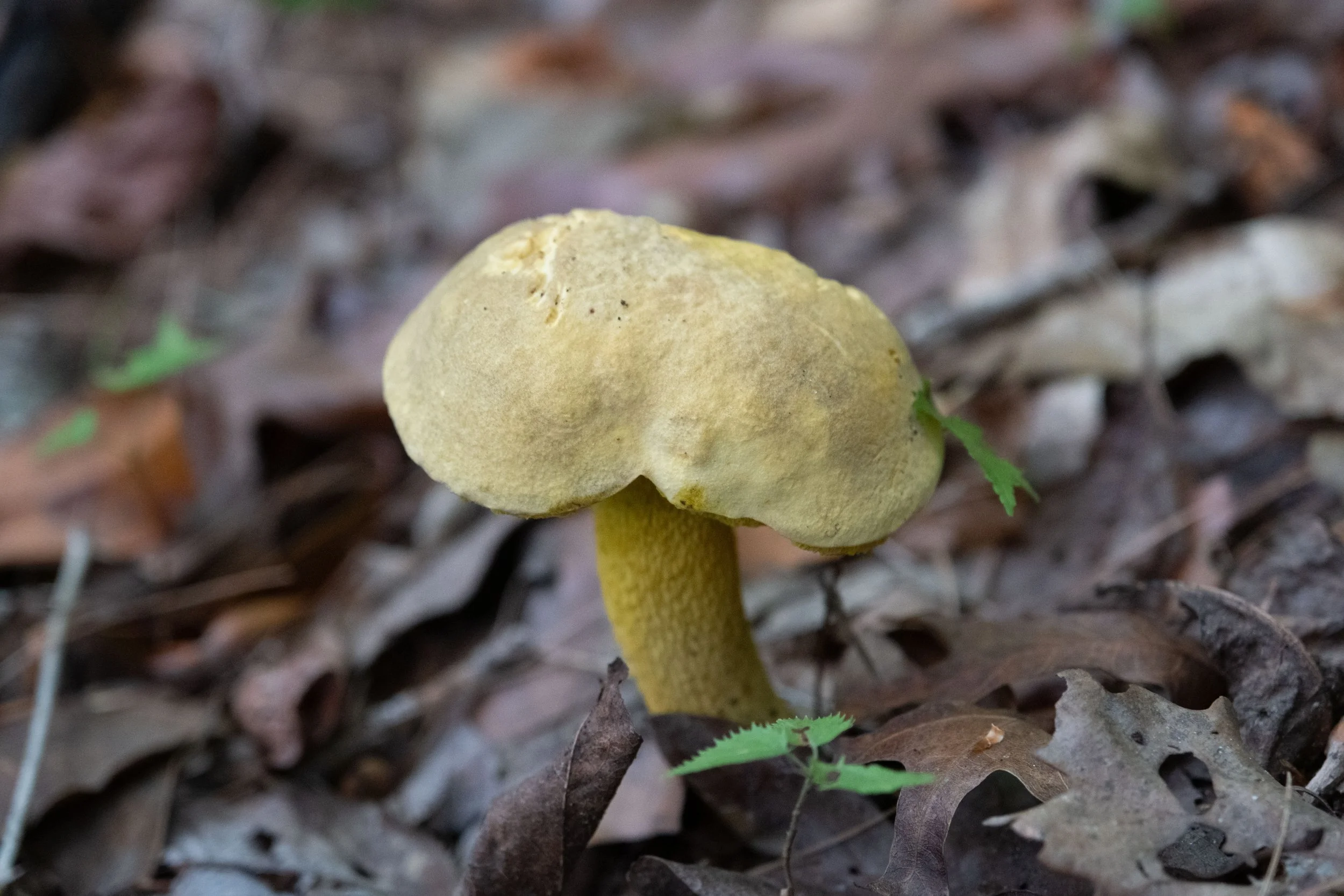 DSCF1606.jpg
