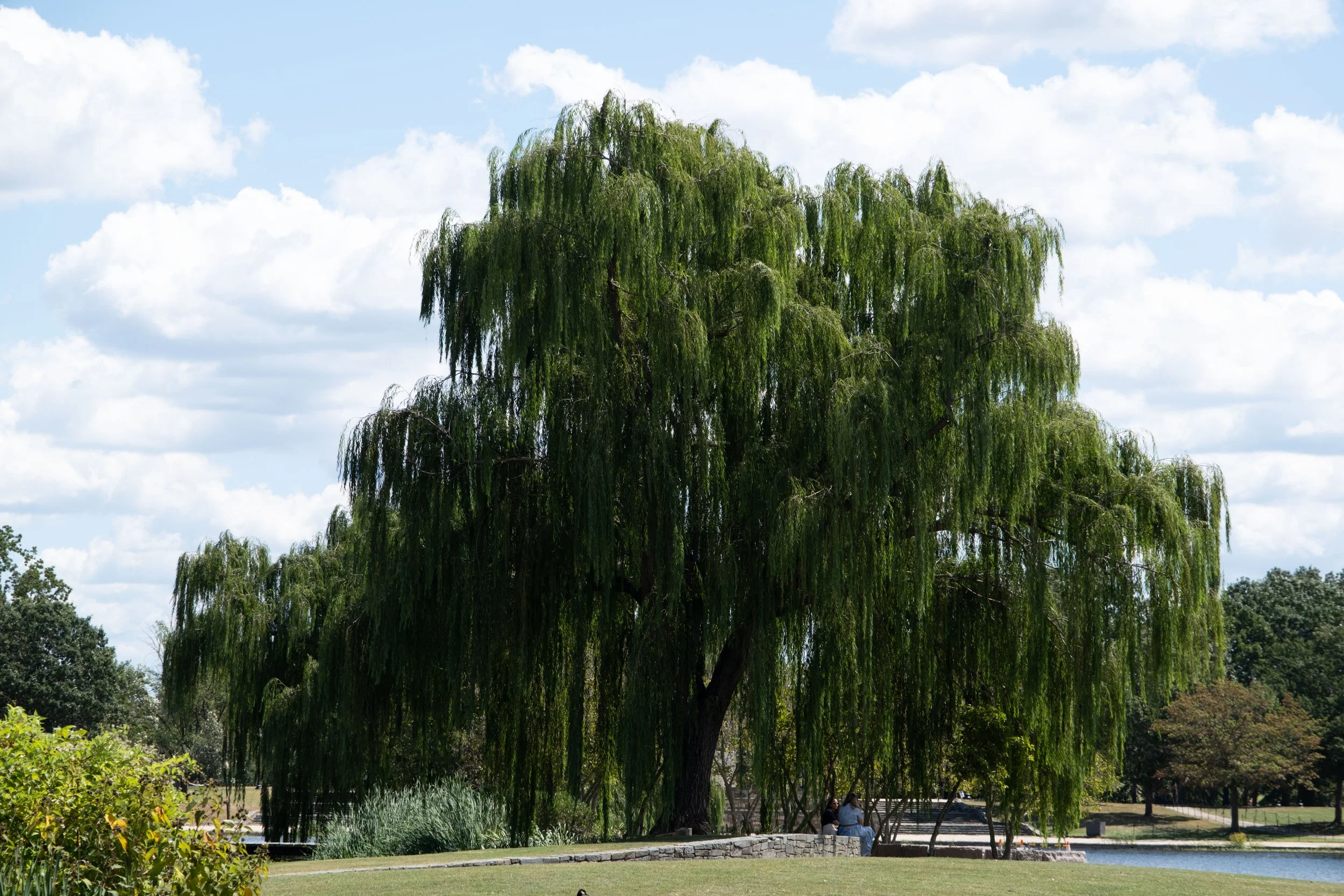 Weeping Willow (Salix babylonica)