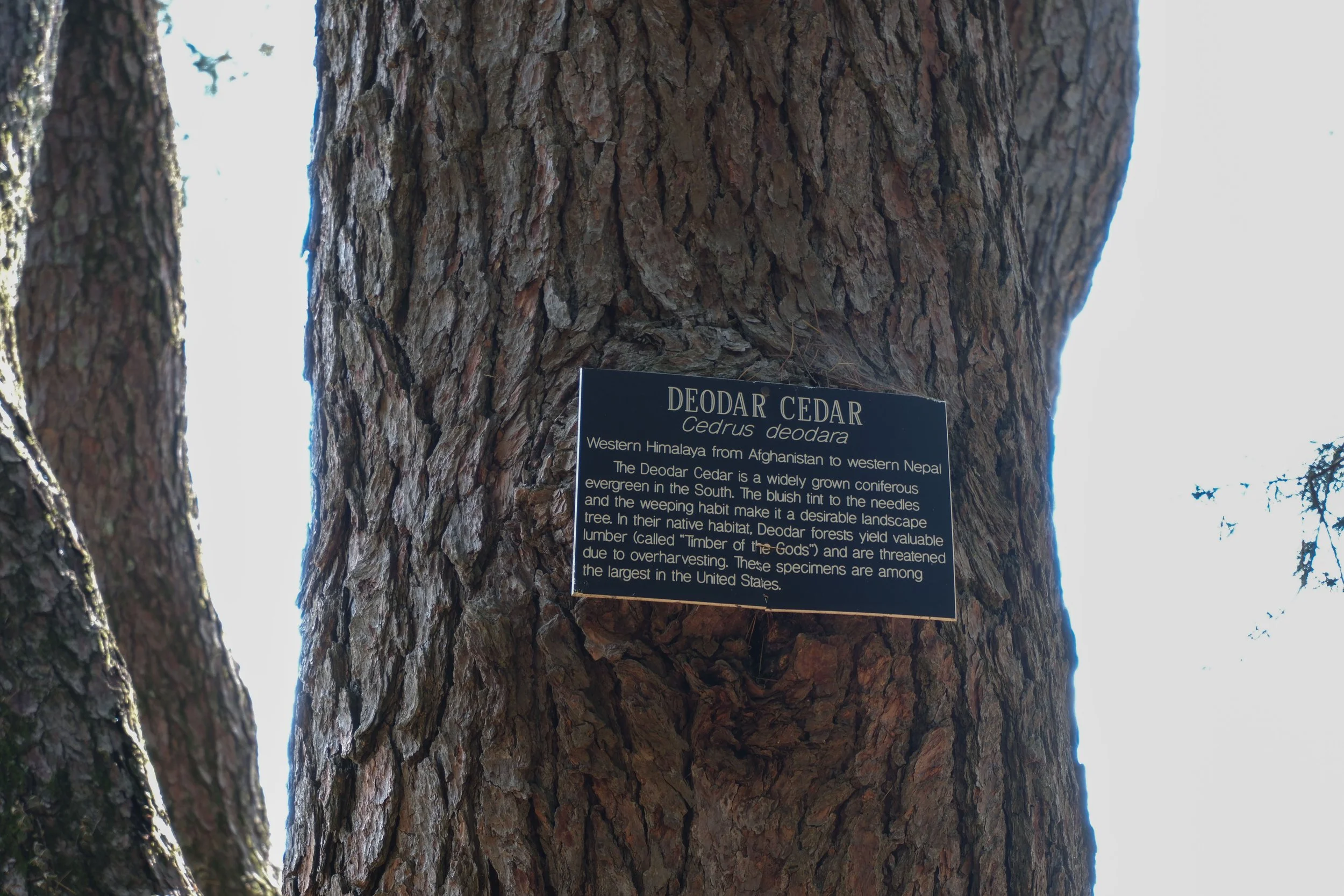 DSCF0415.jpg