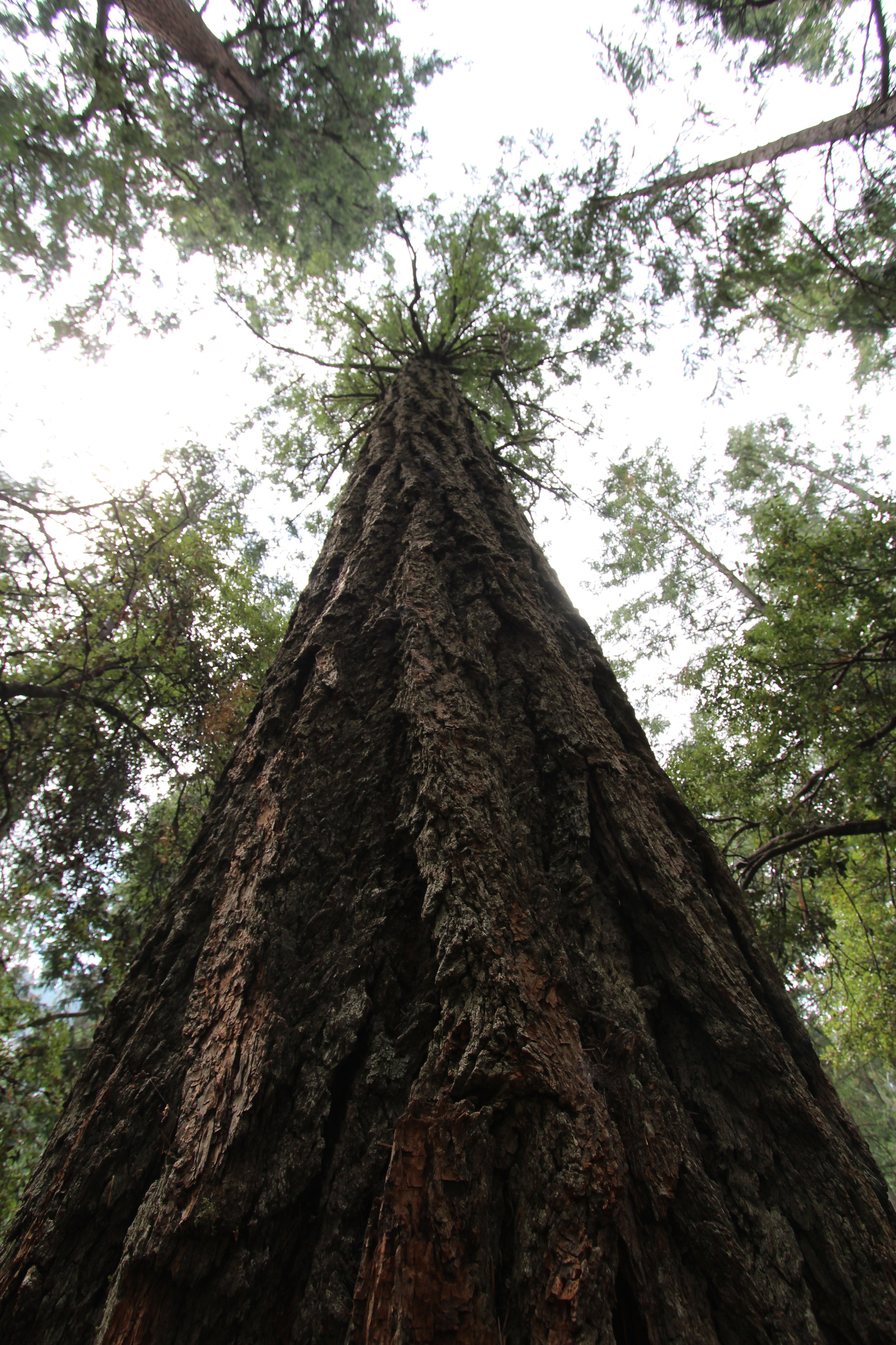 Pseudotsuga menziesii, Douglas Fir