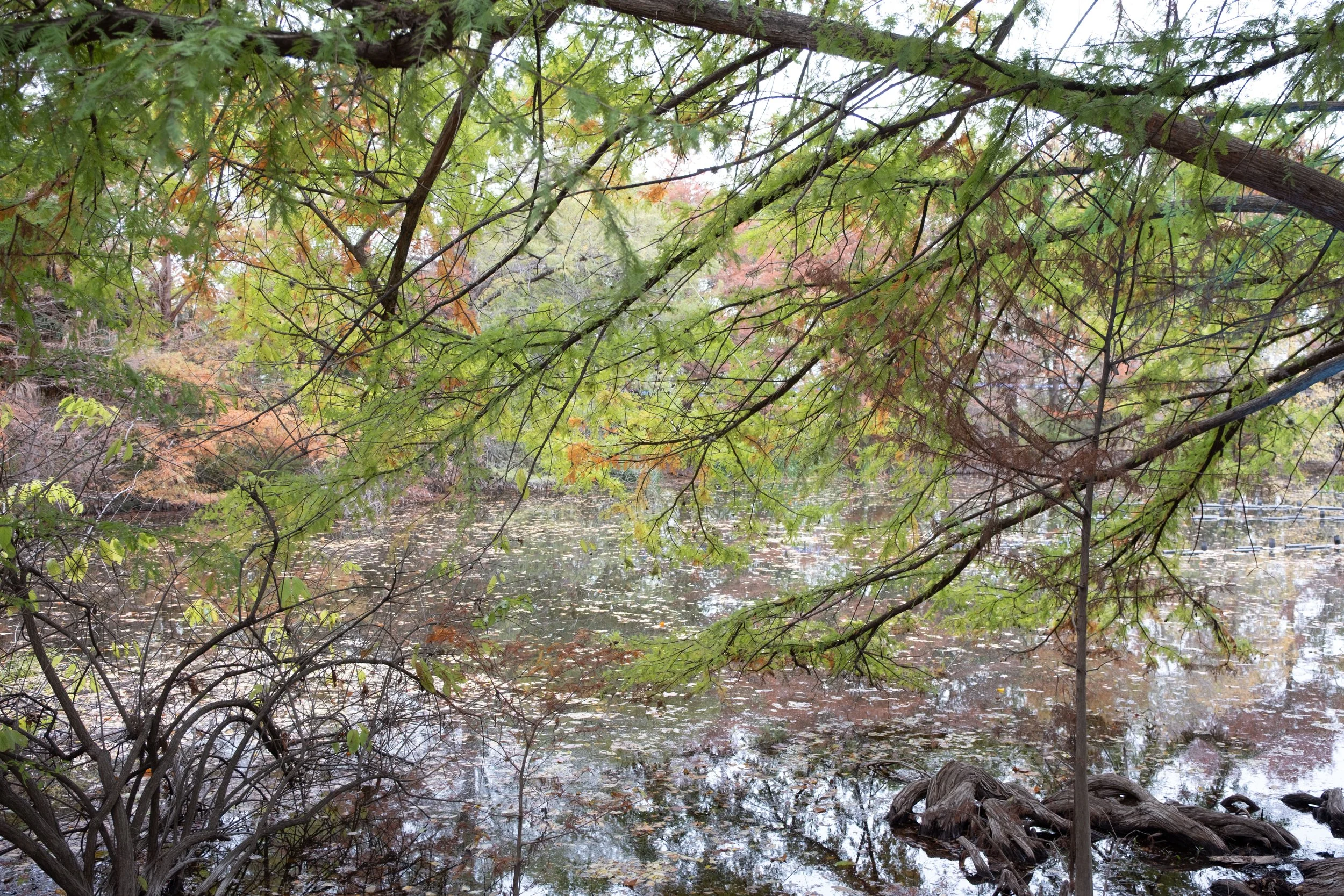 DSCF0270.jpg