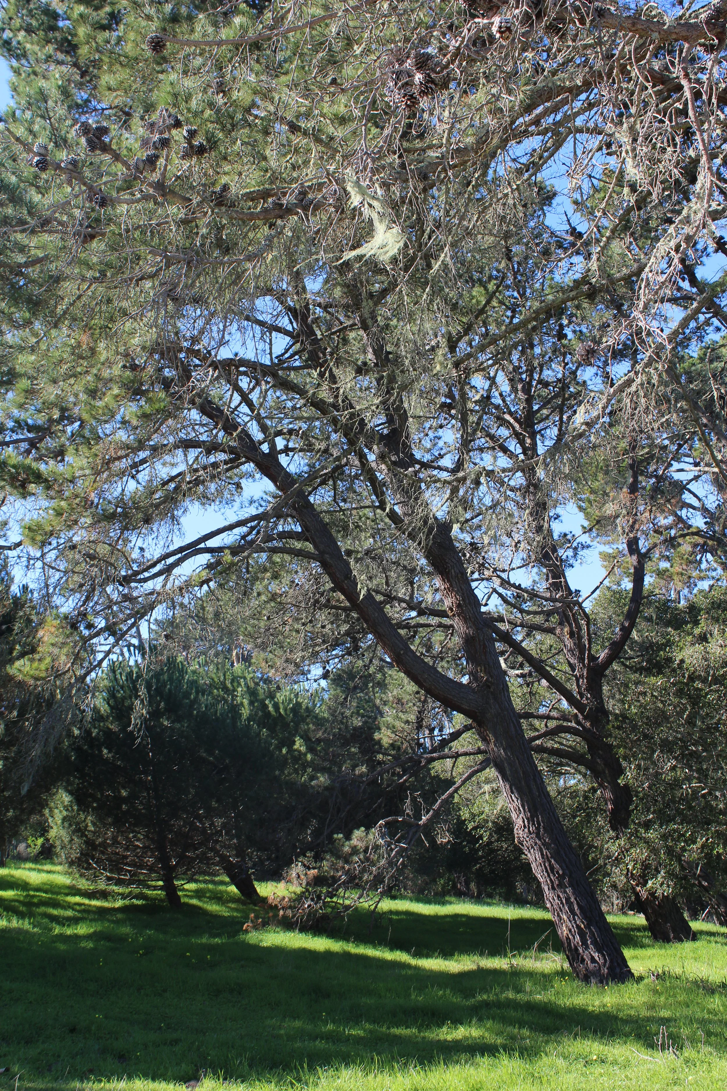 IMG_1956 pine.Jpeg