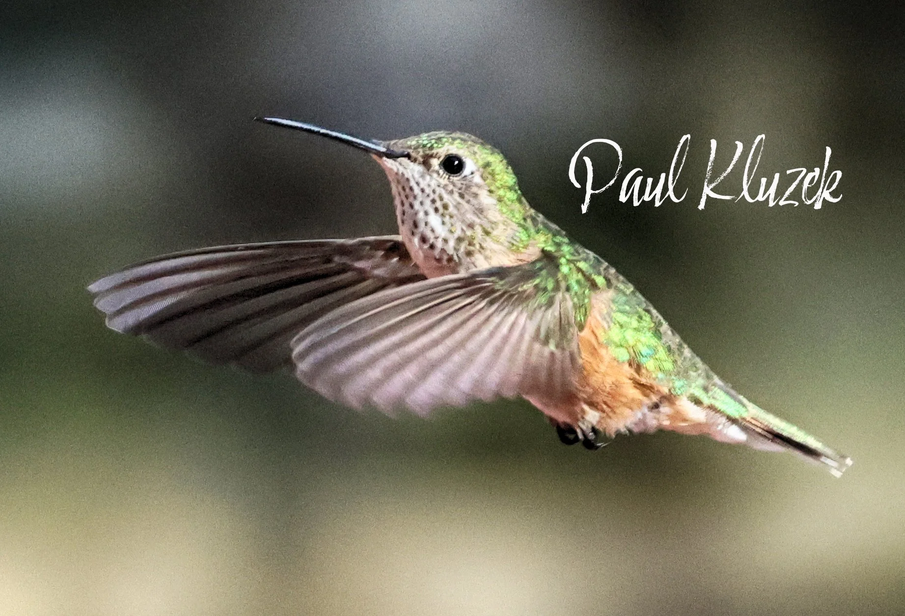 Photograph of a hummingbird in flight with its wings spread wide. The bird has iridescent green feathers on its head and back, a pale belly, and a long, thin beak. The background is blurred, emphasizing the bird