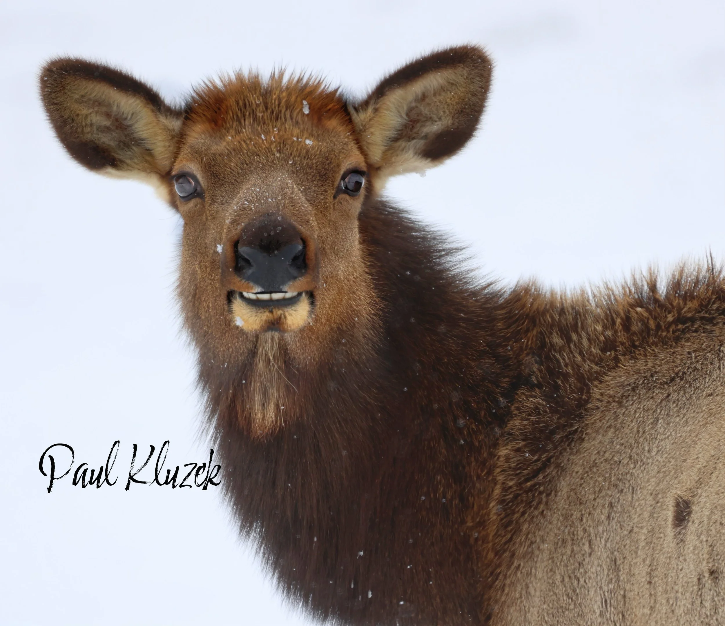 Close-up of a brown moose with snow on its face in a snowy landscape.