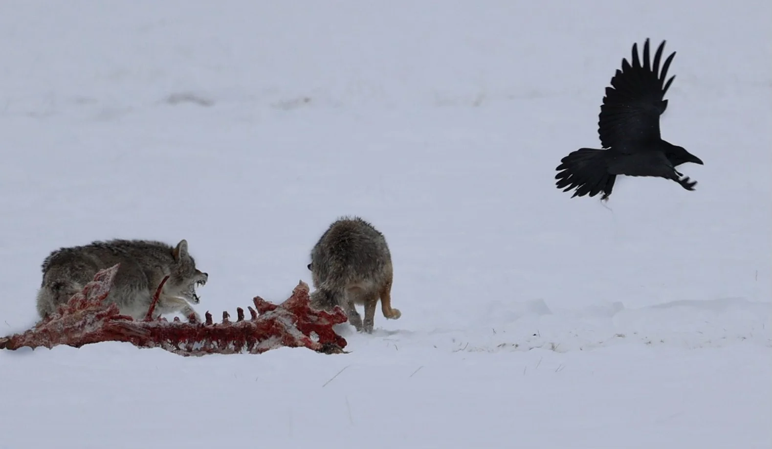 Two wolves attacking a carcass of a large animal in snow, with a crow flying overhead.